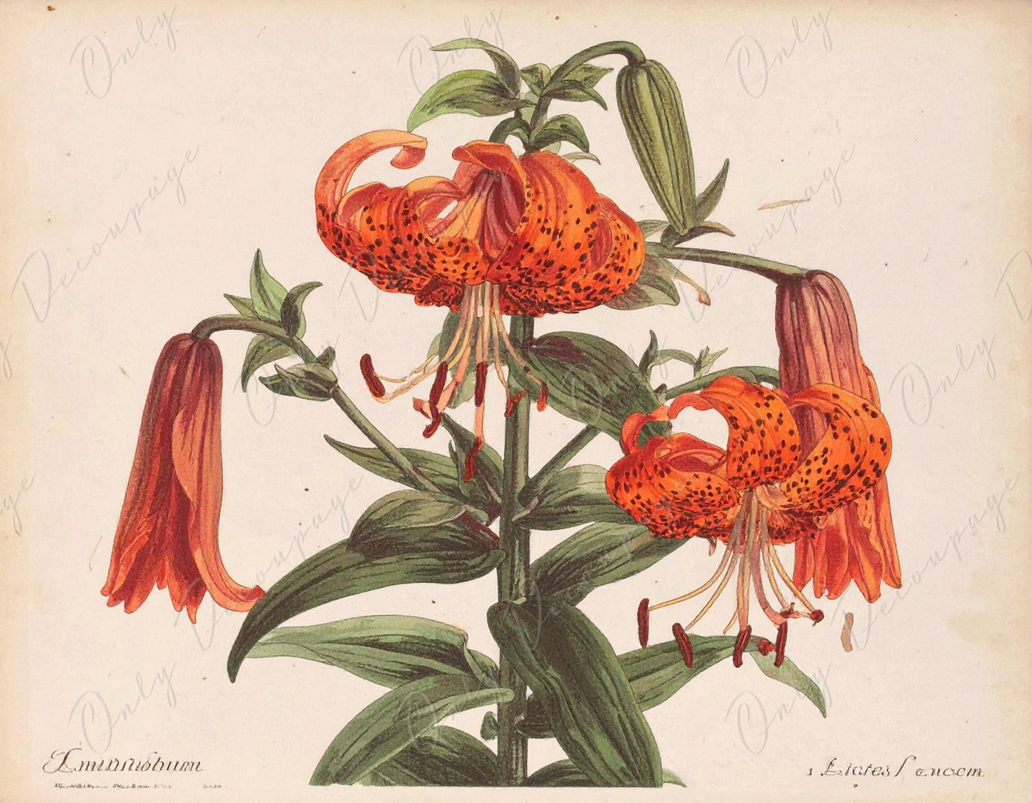 Lilium - Decoupage Paper for Furniture - 7 Size Options - Botanical Art - Floral Decoupage