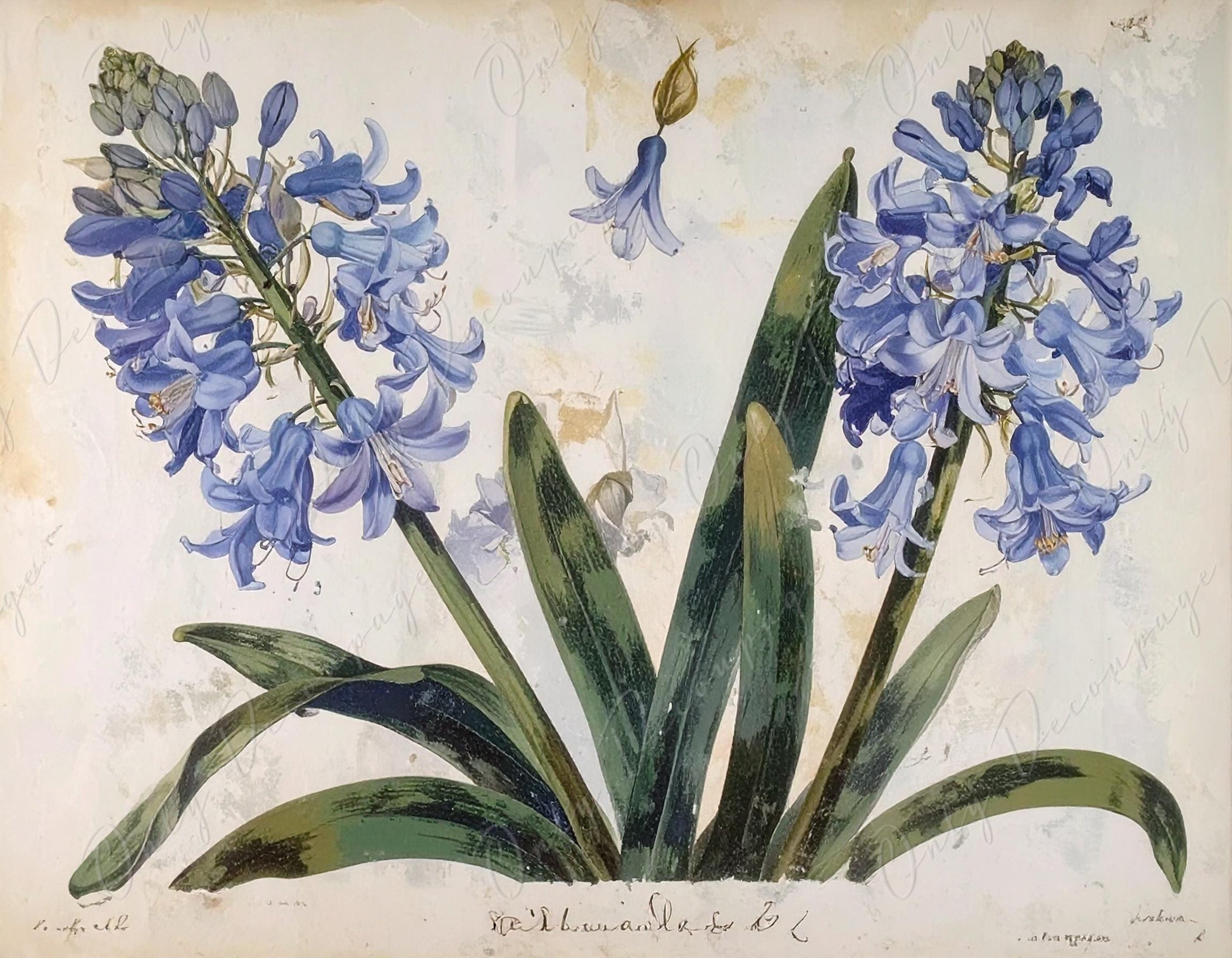 Agapanthus - Decoupage Paper for Furniture - 7 Size Options - Botanical Art - Floral Decoupage