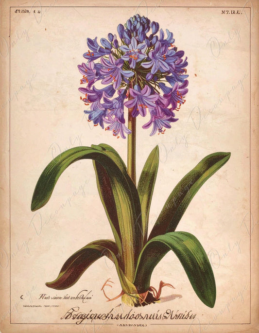 Agapanthus - Decoupage Paper for Furniture - 7 Size Options - Botanical Art - Floral Decoupage