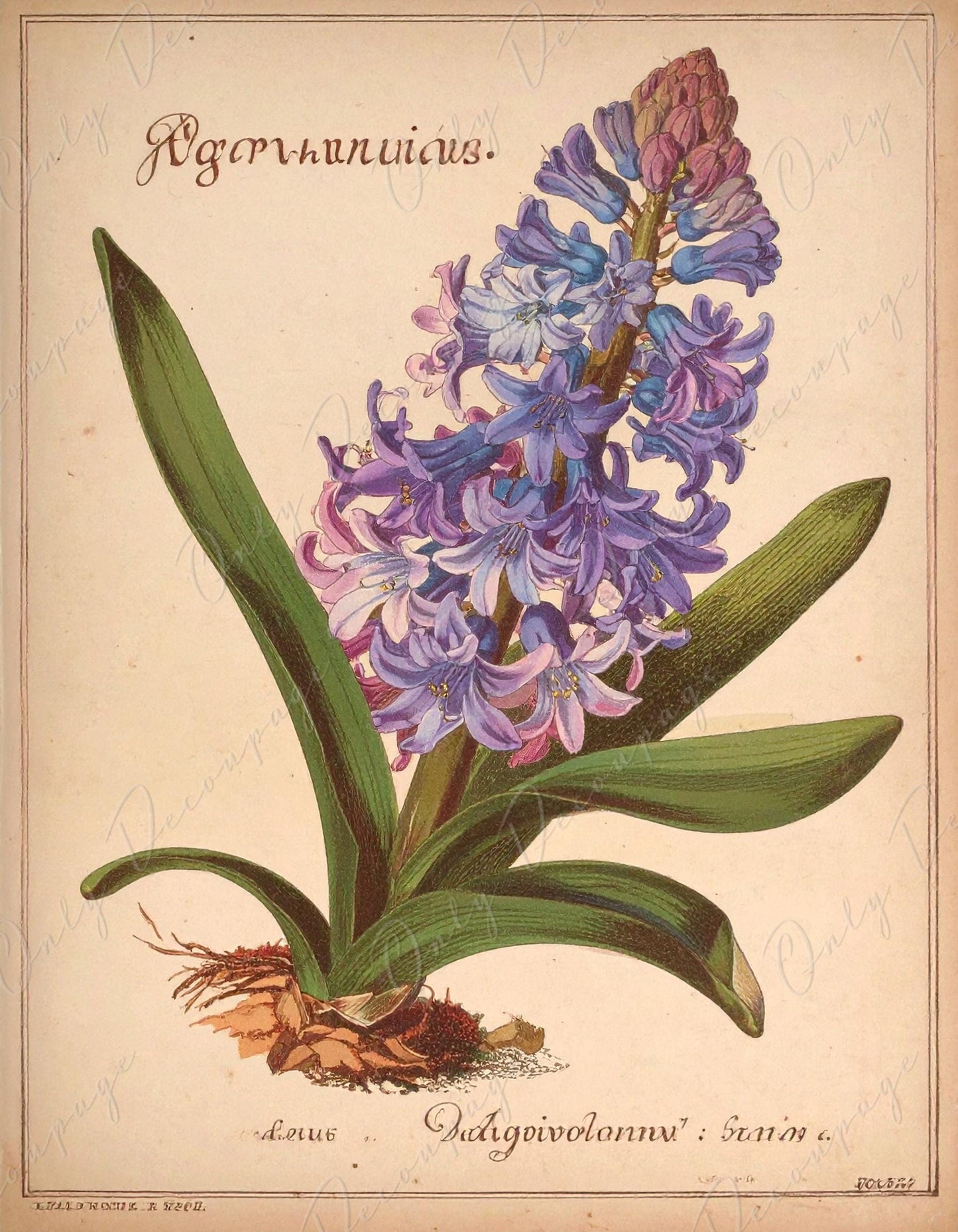 Agapanthus - Decoupage Paper for Furniture - 7 Size Options - Botanical Art - Floral Decoupage