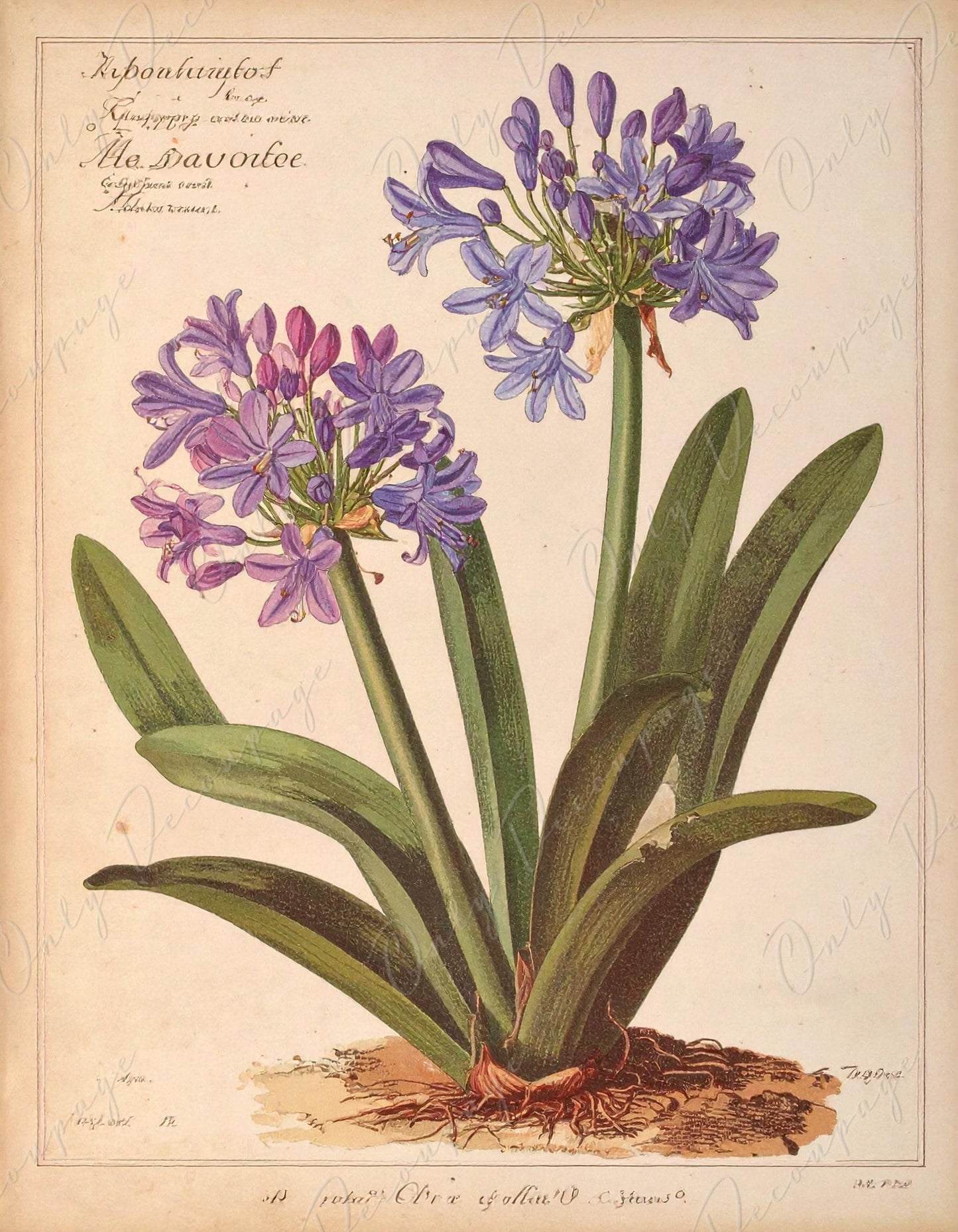 Decoupage Paper for Furniture - 7 Size Options - Botanical Art - Floral Decoupage - Agapanthus