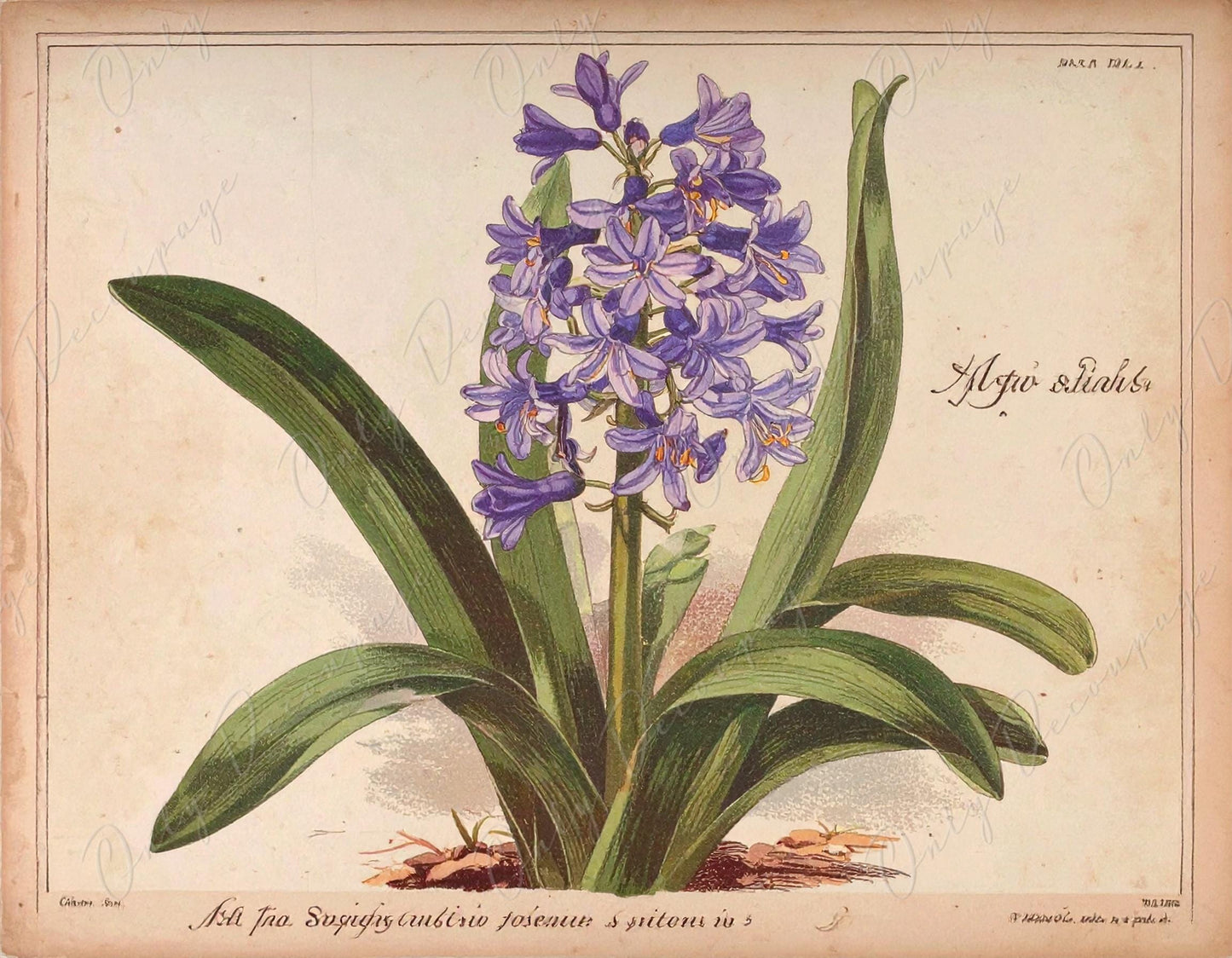 Decoupage Paper for Furniture - 7 Size Options - Botanical Art - Floral Decoupage - Agapanthus