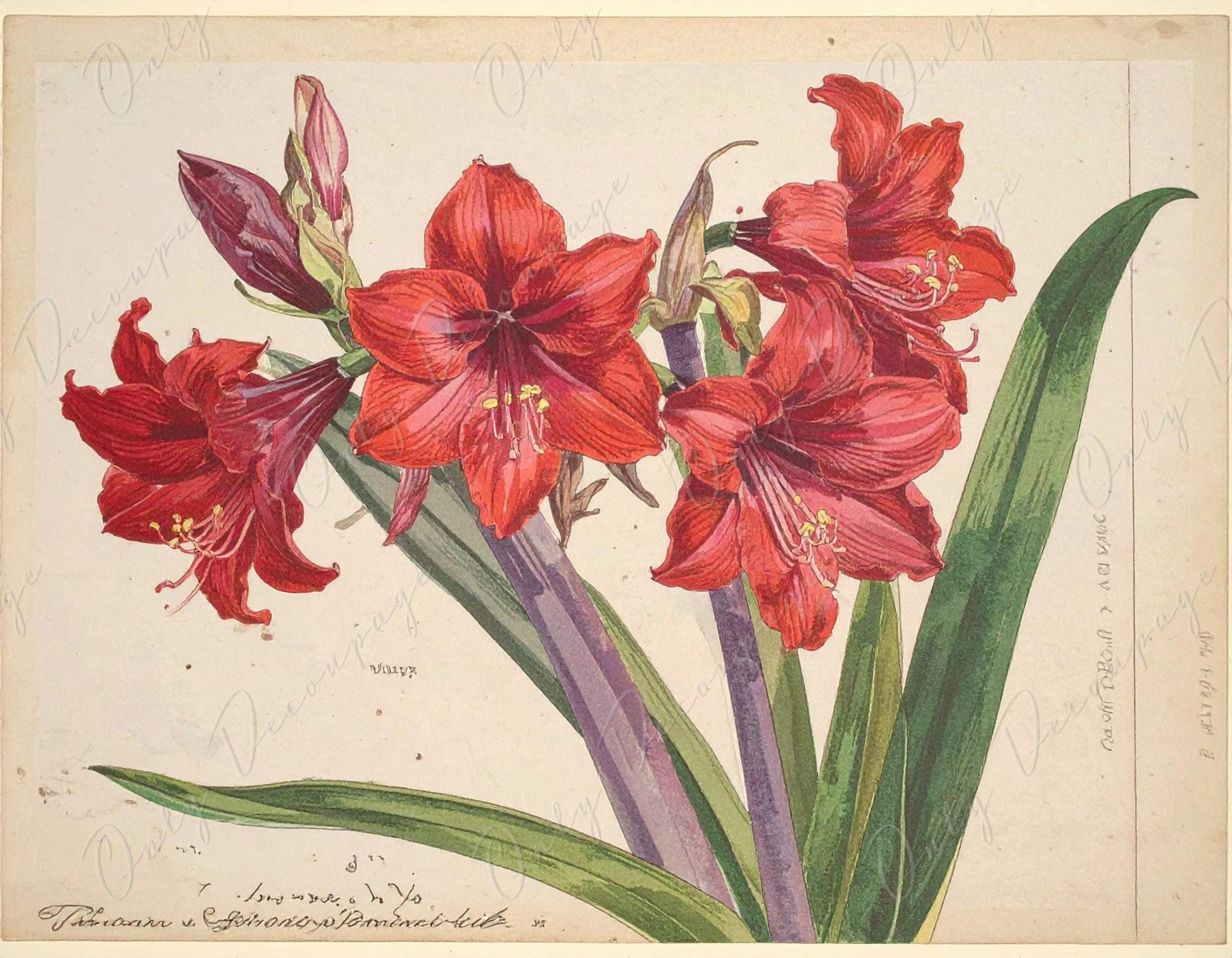 Decoupage Paper for Furniture - 7 Size Options - Botanical Art - Red Floral Decoupage