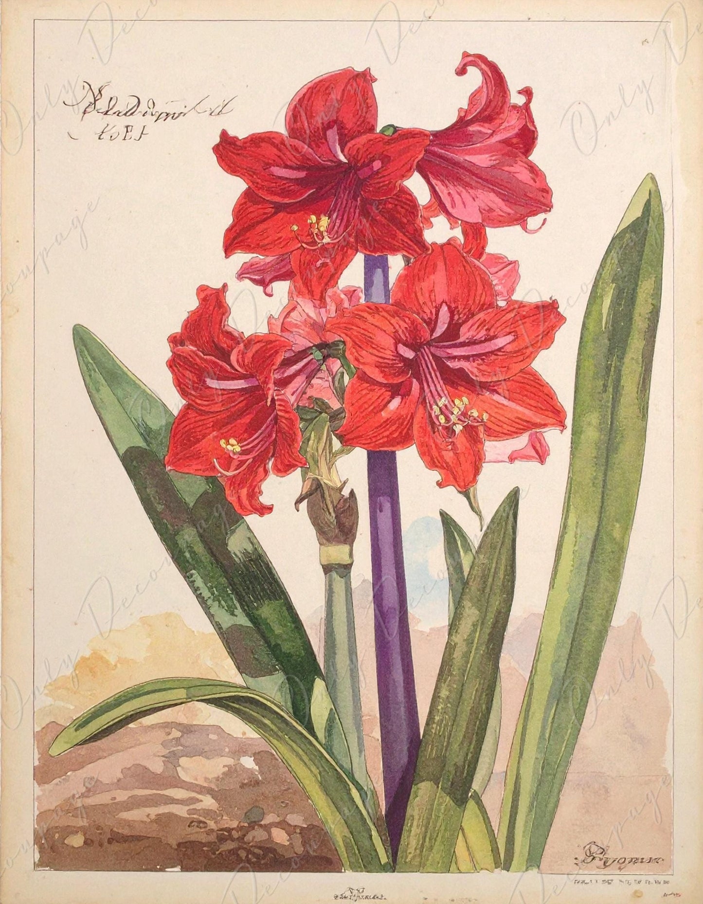 Decoupage Paper for Furniture - 7 Size Options - Botanical Art - Red Floral Decoupage