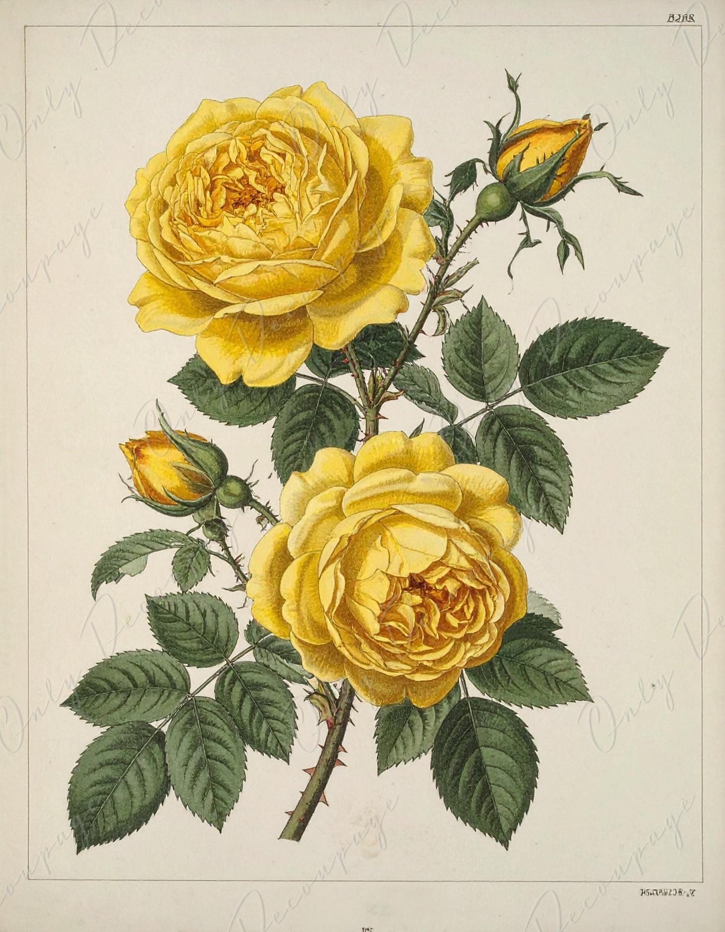 Decoupage Paper for Furniture - 7 Size Options - Botanical Art - Yellow Roses Painting