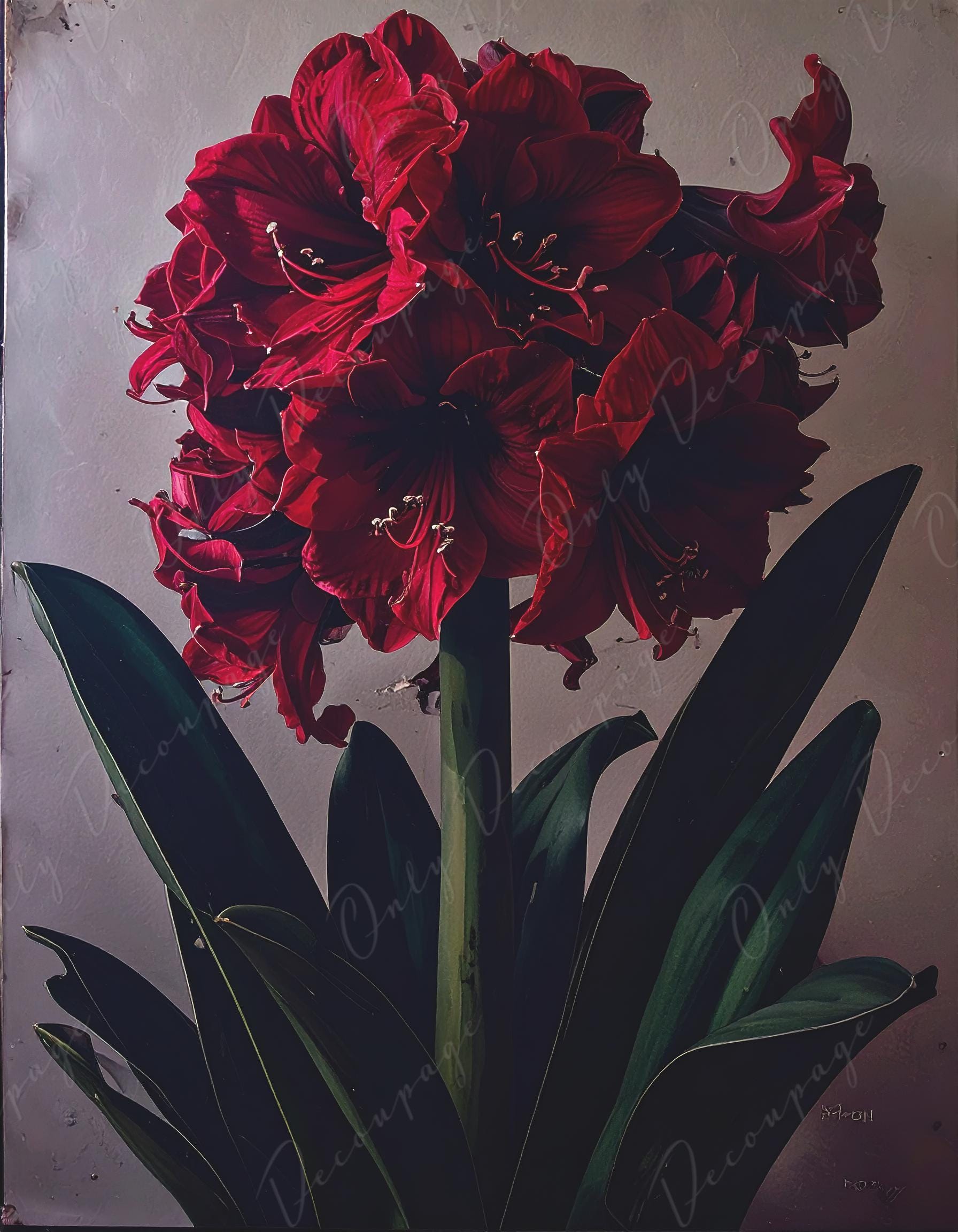 Crimson - Large Decoupage Paper for Furniture - 7 Size Options - Chiaroscuro
