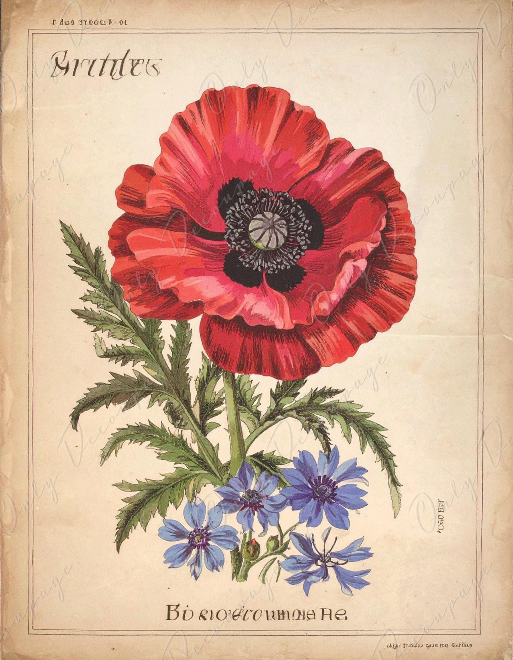 Botanical Art - 7 Size Options - Large Decoupage Paper for Furniture - Red Poppy