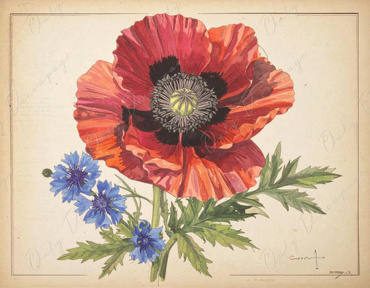 Botanical Art - 7 Size Options - Large Decoupage Paper for Furniture - Red Poppy
