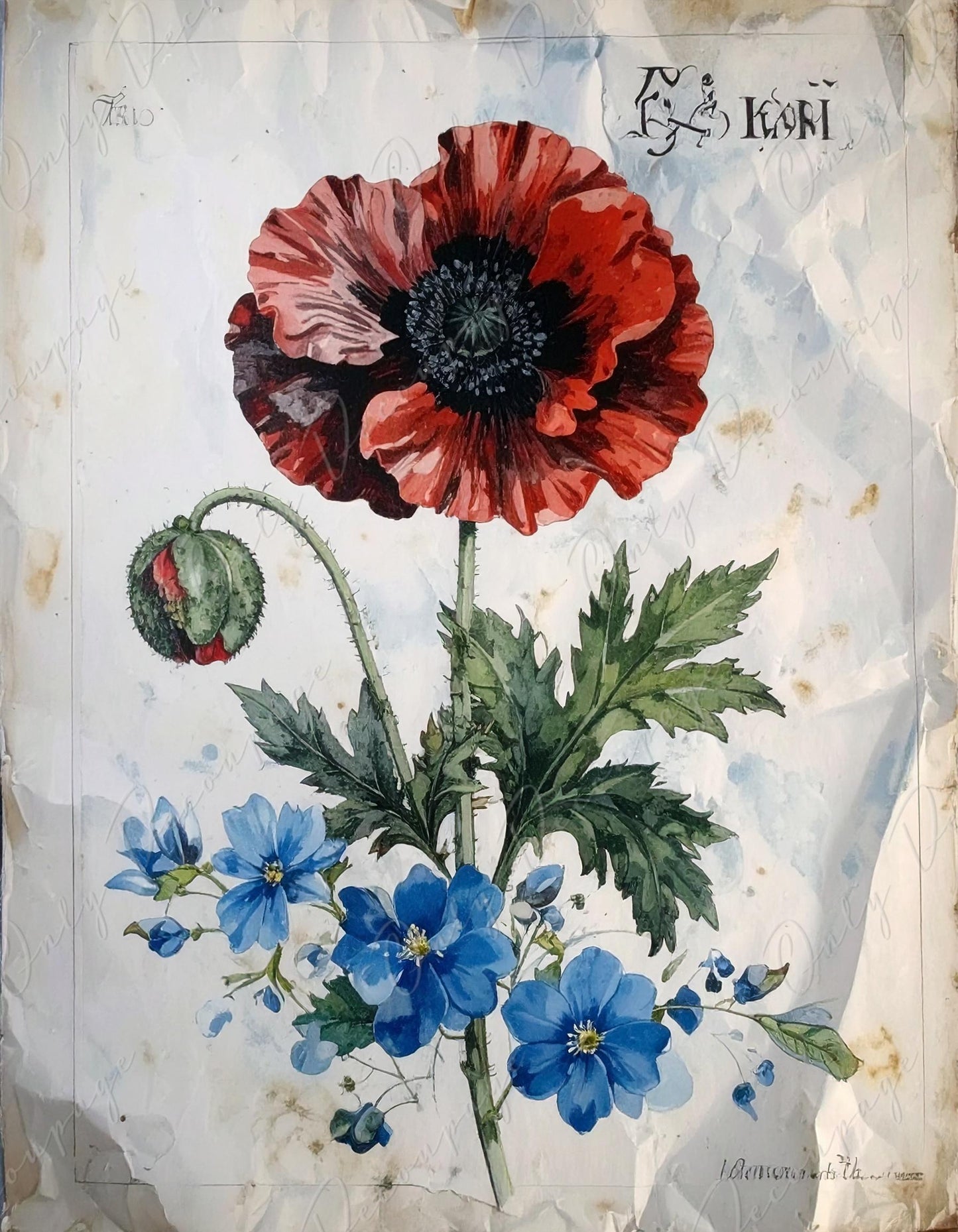 Botanical Art - 7 Size Options - Large Decoupage Paper for Furniture - Red Poppy