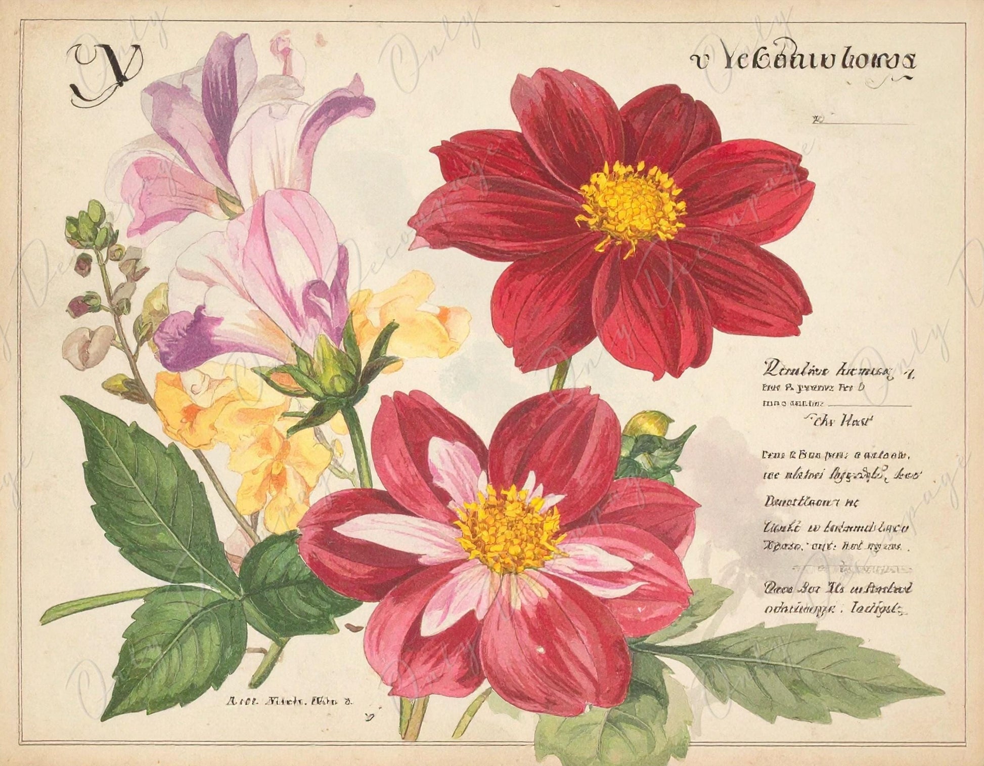 Botanical Art - 7 Size Options - Large Decoupage Paper for Furniture - Floral Decoupage