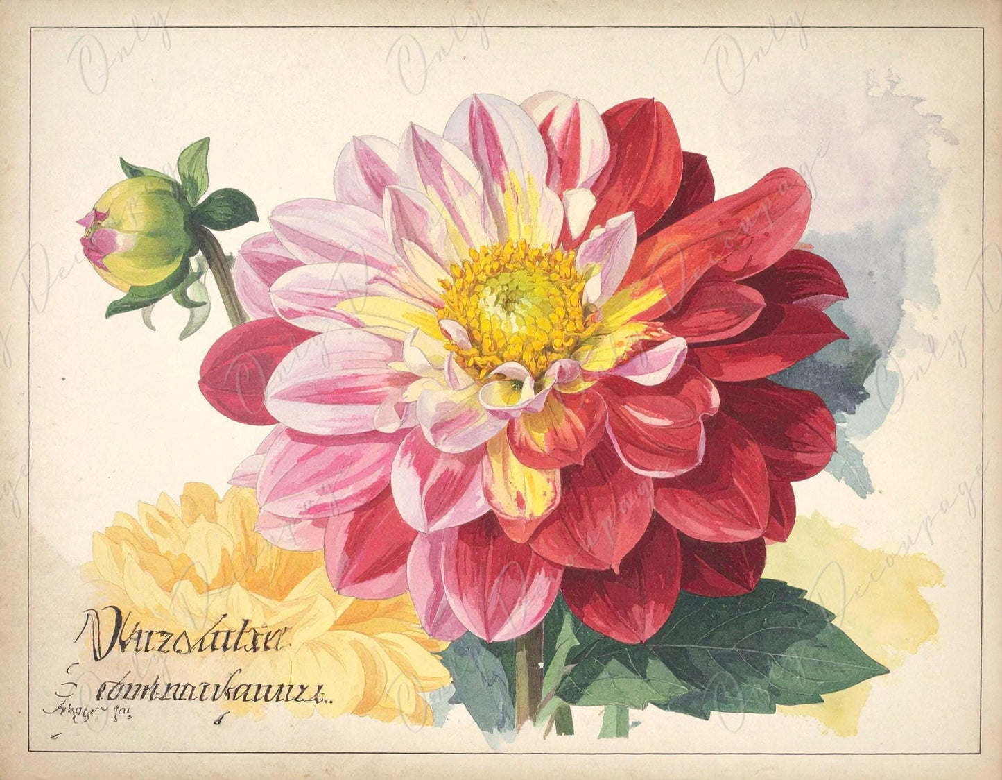 Botanical Art - 7 Size Options - Large Decoupage Paper for Furniture - Floral Decoupage