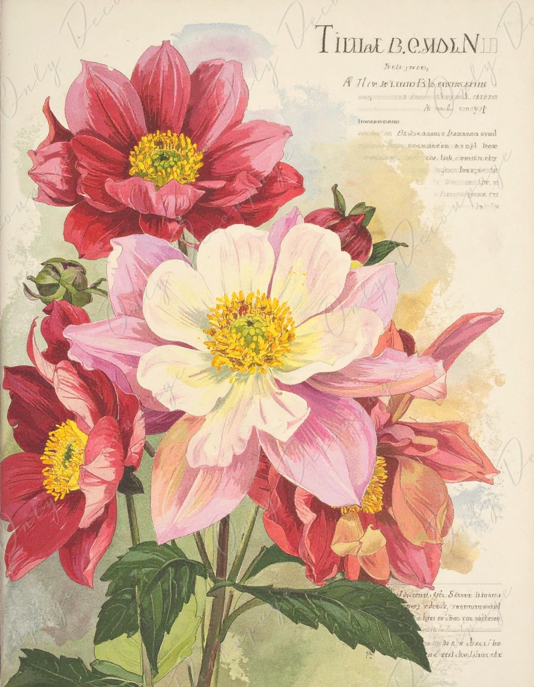Botanical Art - 7 Size Options - Large Decoupage Paper for Furniture - Floral Decoupage