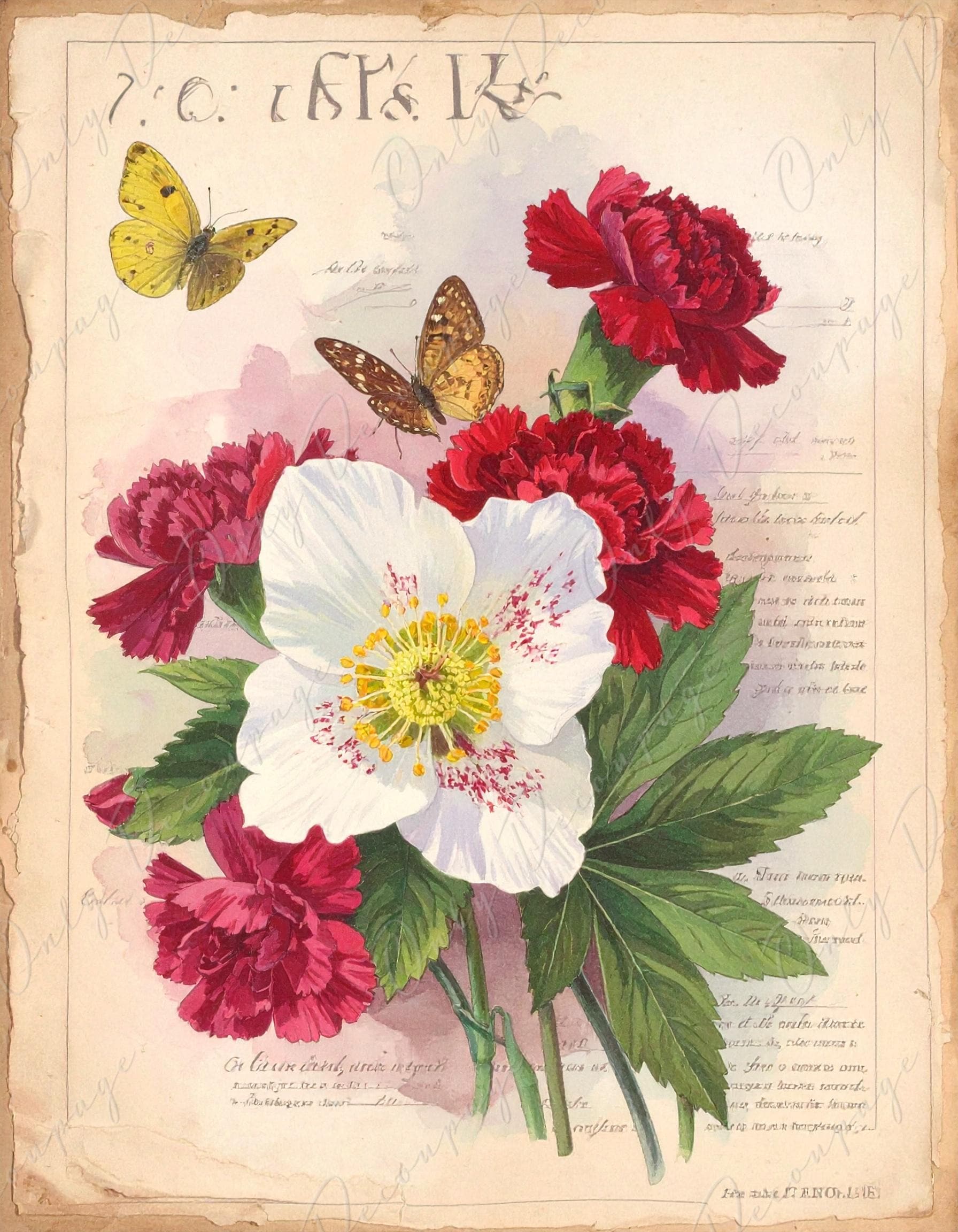 Botanical Art - 7 Size Options - Large Decoupage Paper for Furniture - Butterfly