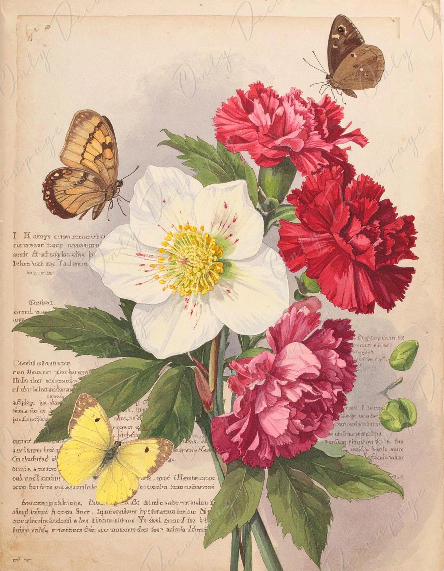 Botanical Art - 7 Size Options - Large Decoupage Paper for Furniture - Vintage Painting
