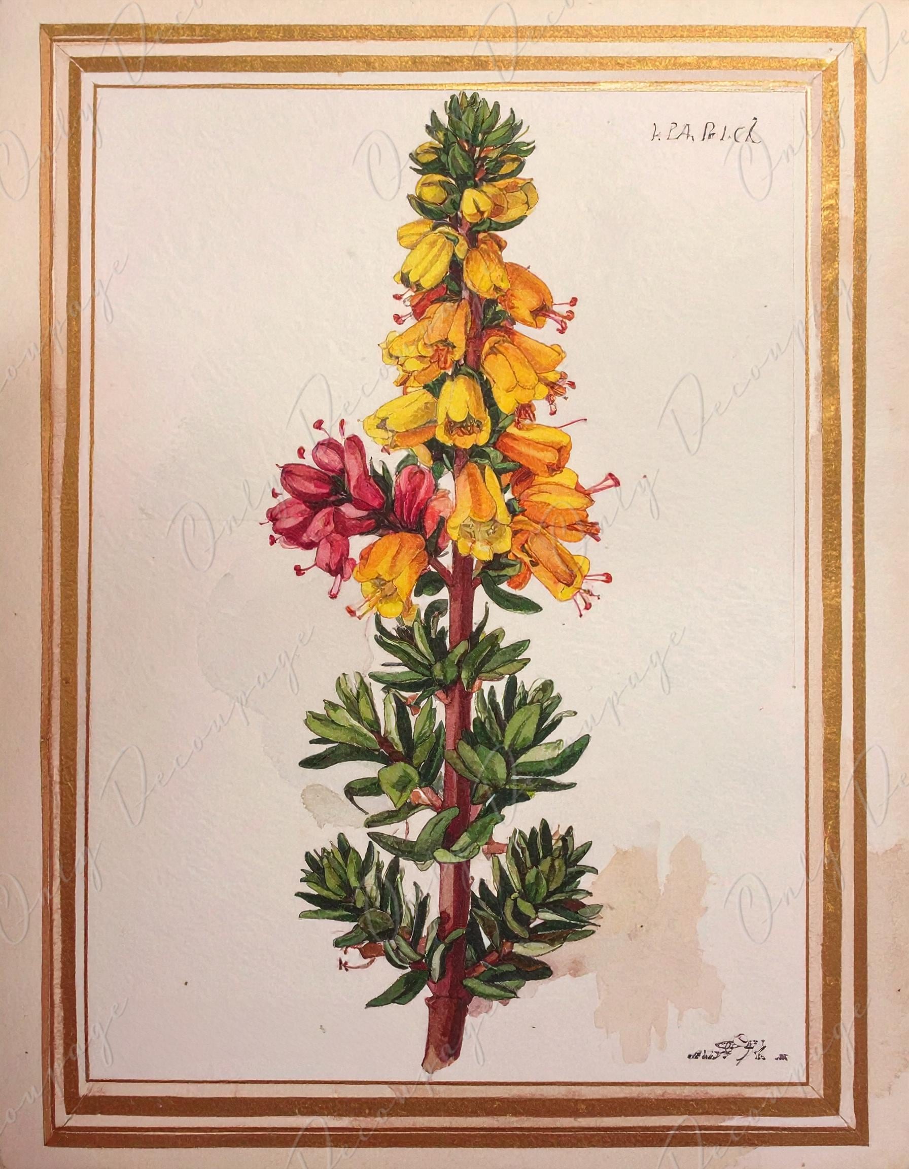 Watercolor Botanical Art - 7 Size Options - Large Decoupage Paper for Furniture - Antique Floral Illustration