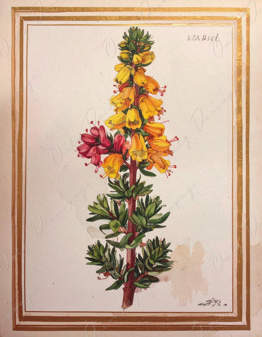 Watercolor Botanical Art - 7 Size Options - Large Decoupage Paper for Furniture - Antique Floral Illustration