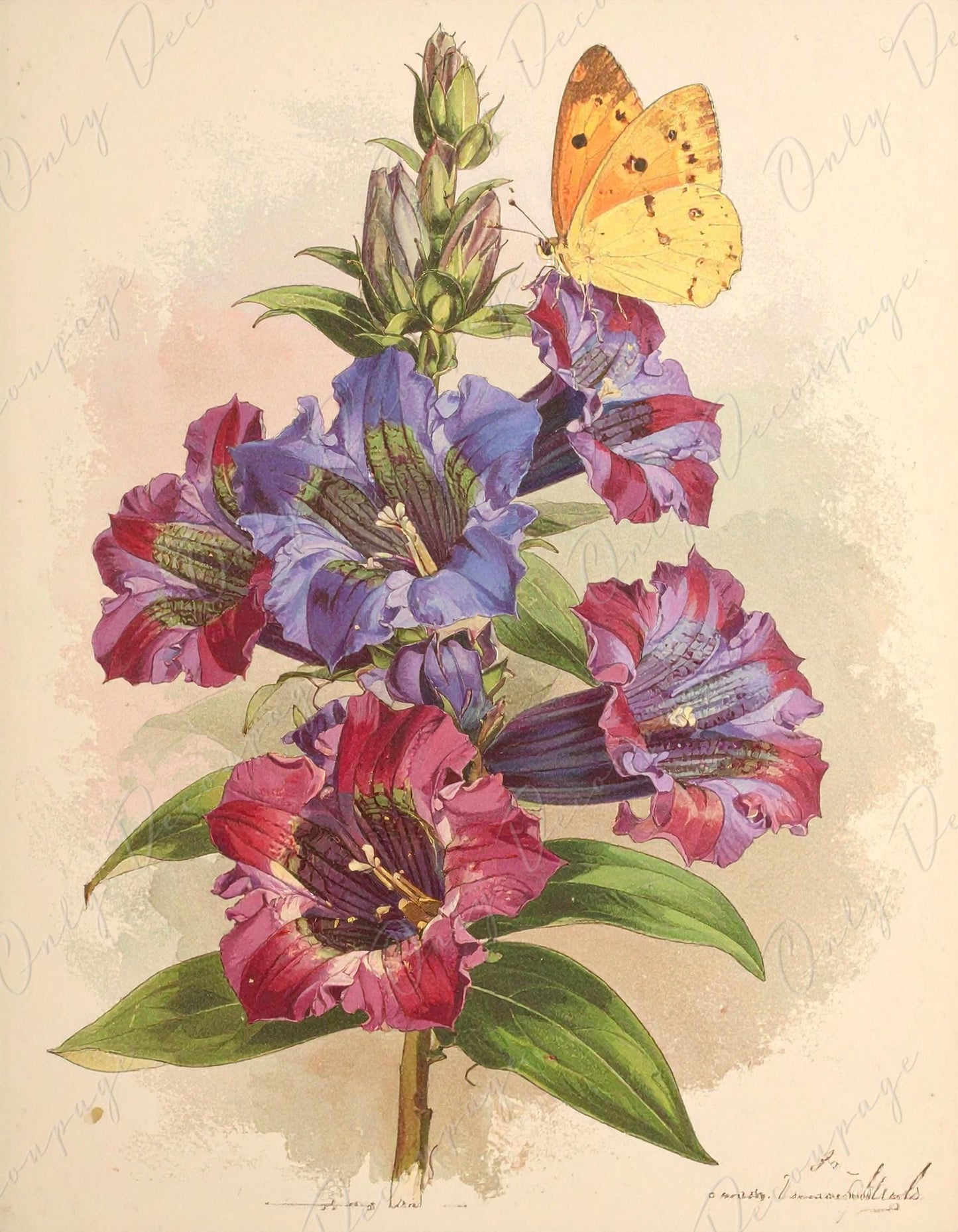 Watercolor Botanical Art - 7 Size Options - Large Decoupage Paper for Furniture - Antique Floral Illustration