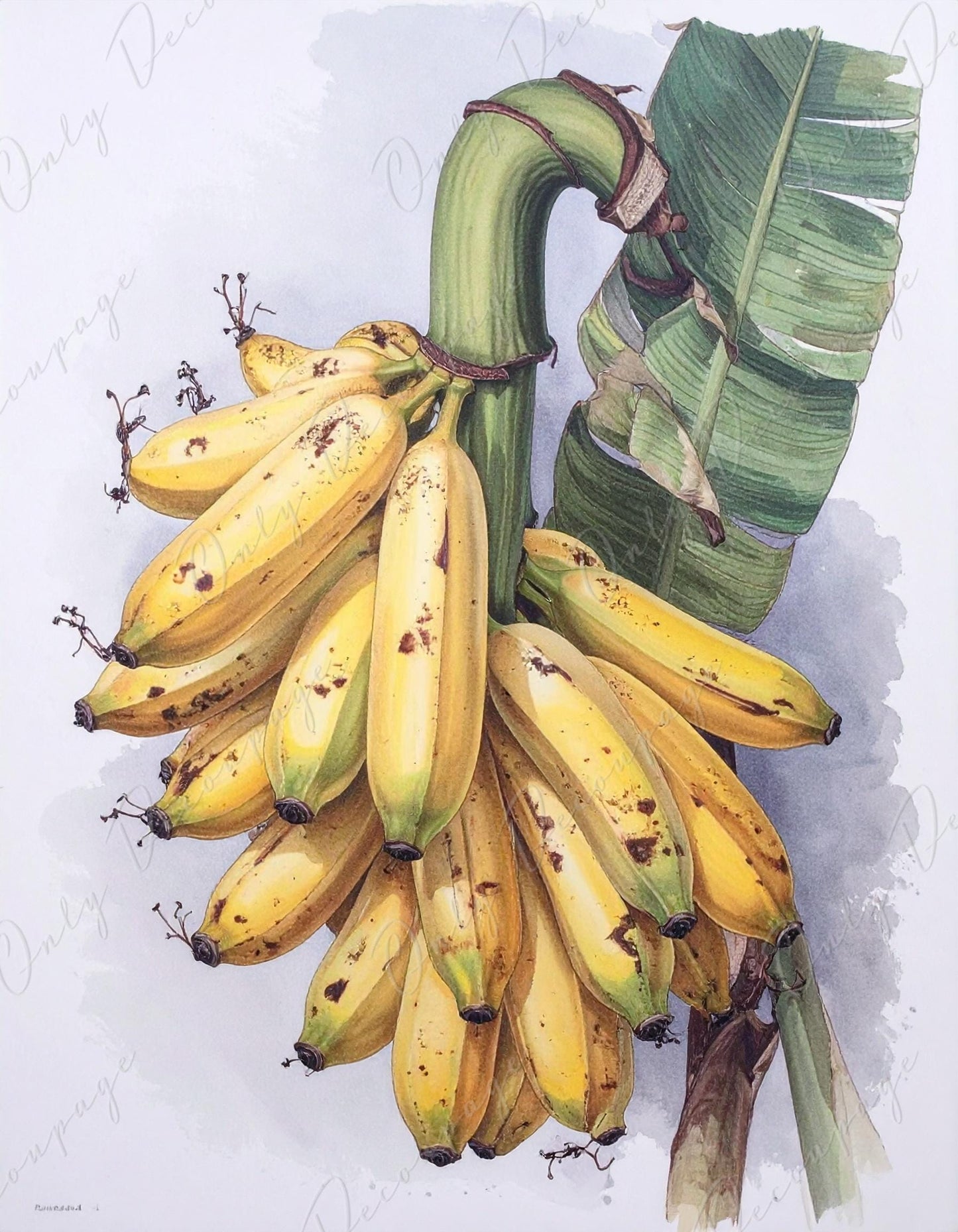 Botanical Art - 7 Size Options - Large Decoupage Paper for Furniture - Floral Decoupage - Tropical Fruit - Bananas