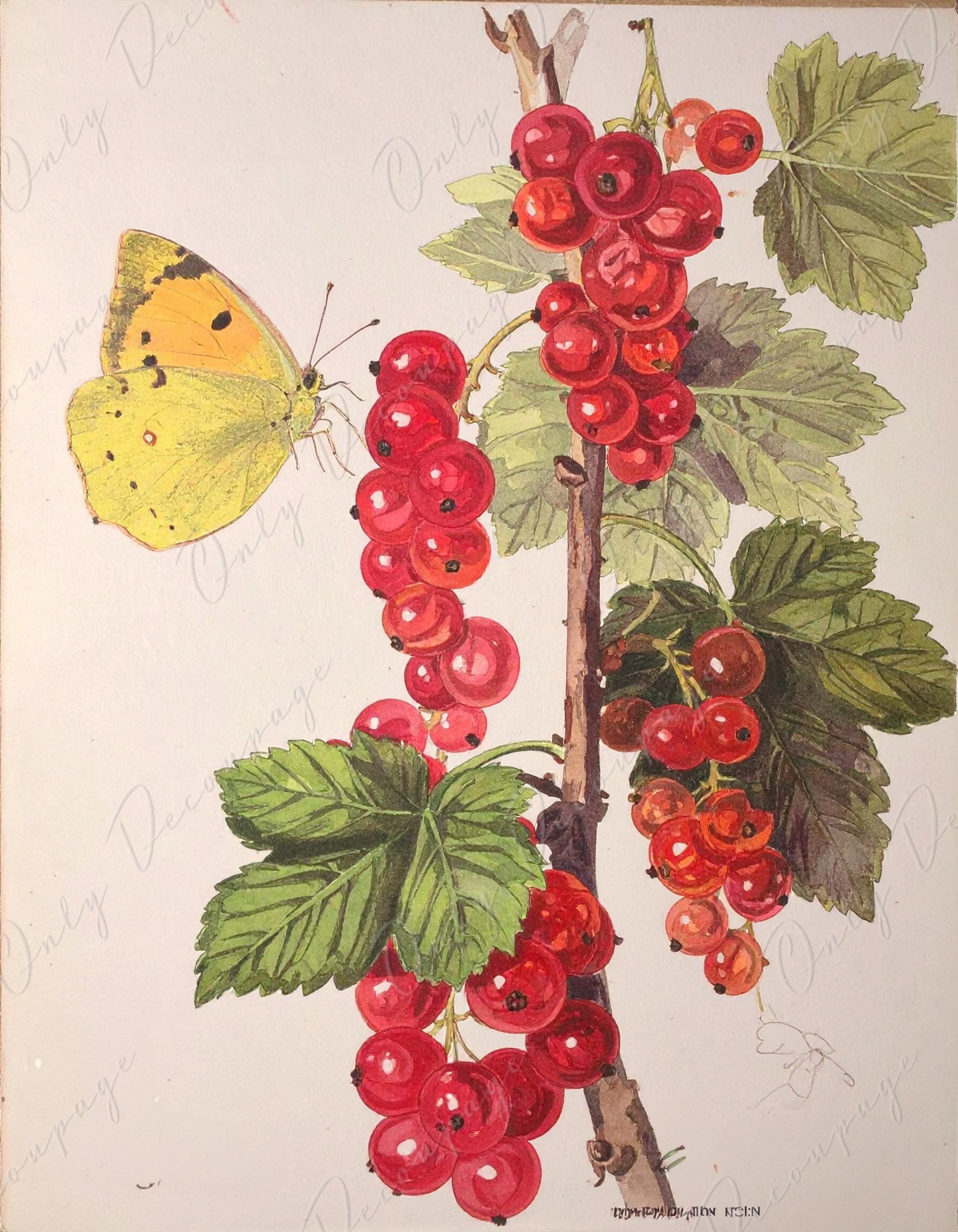 Botanical Art - 7 Size Options - Large Decoupage Paper for Furniture - Floral Decoupage - Red Currant
