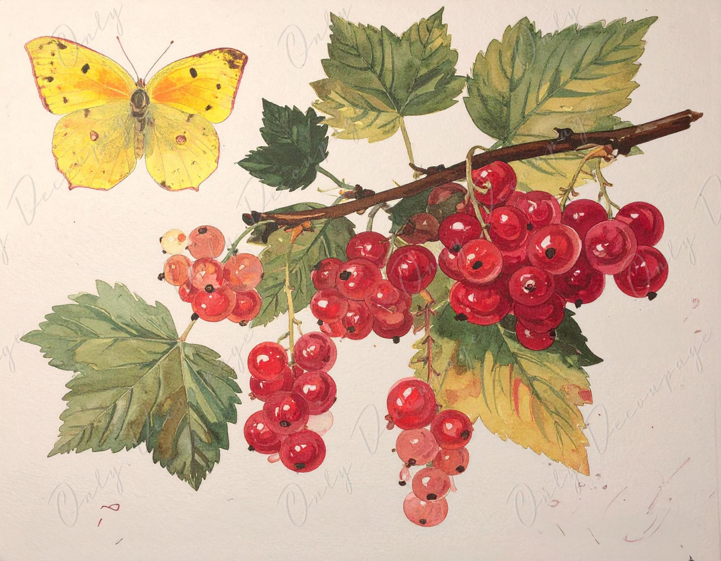 Botanical Art - 7 Size Options - Large Decoupage Paper for Furniture - Floral Decoupage - Red Currant