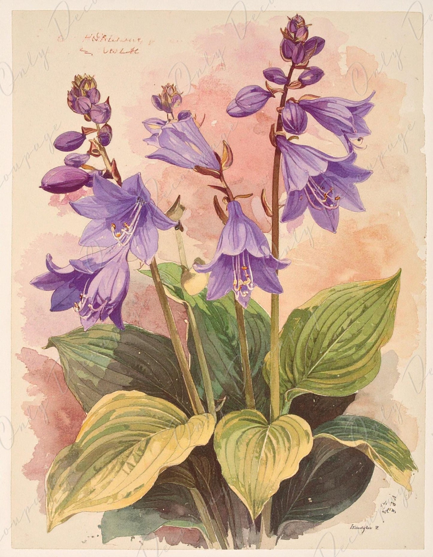 Botanical Art - 7 Size Options - Large Decoupage Paper for Furniture - Floral Decoupage - Purple Hosta