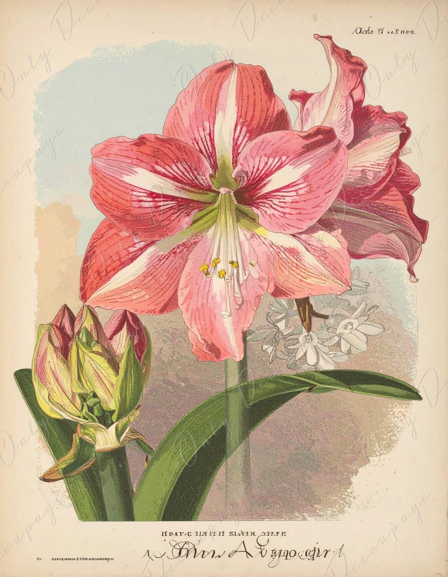 Amaryllis - Decoupage Paper for Furniture - 7 Size Options - Botanical Art