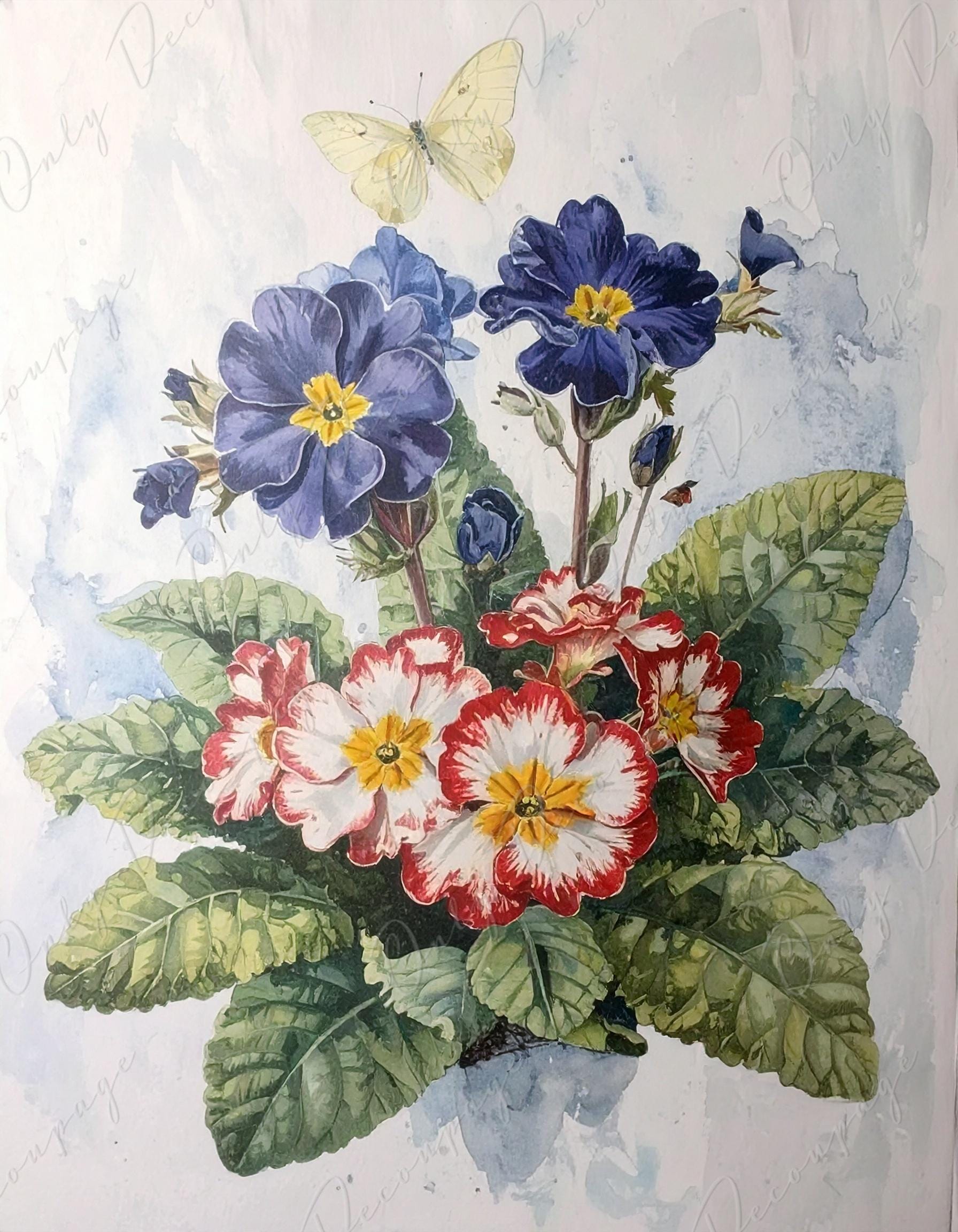 Primula Auricula - Decoupage Paper for Furniture - 7 Size Options - Botanical Art