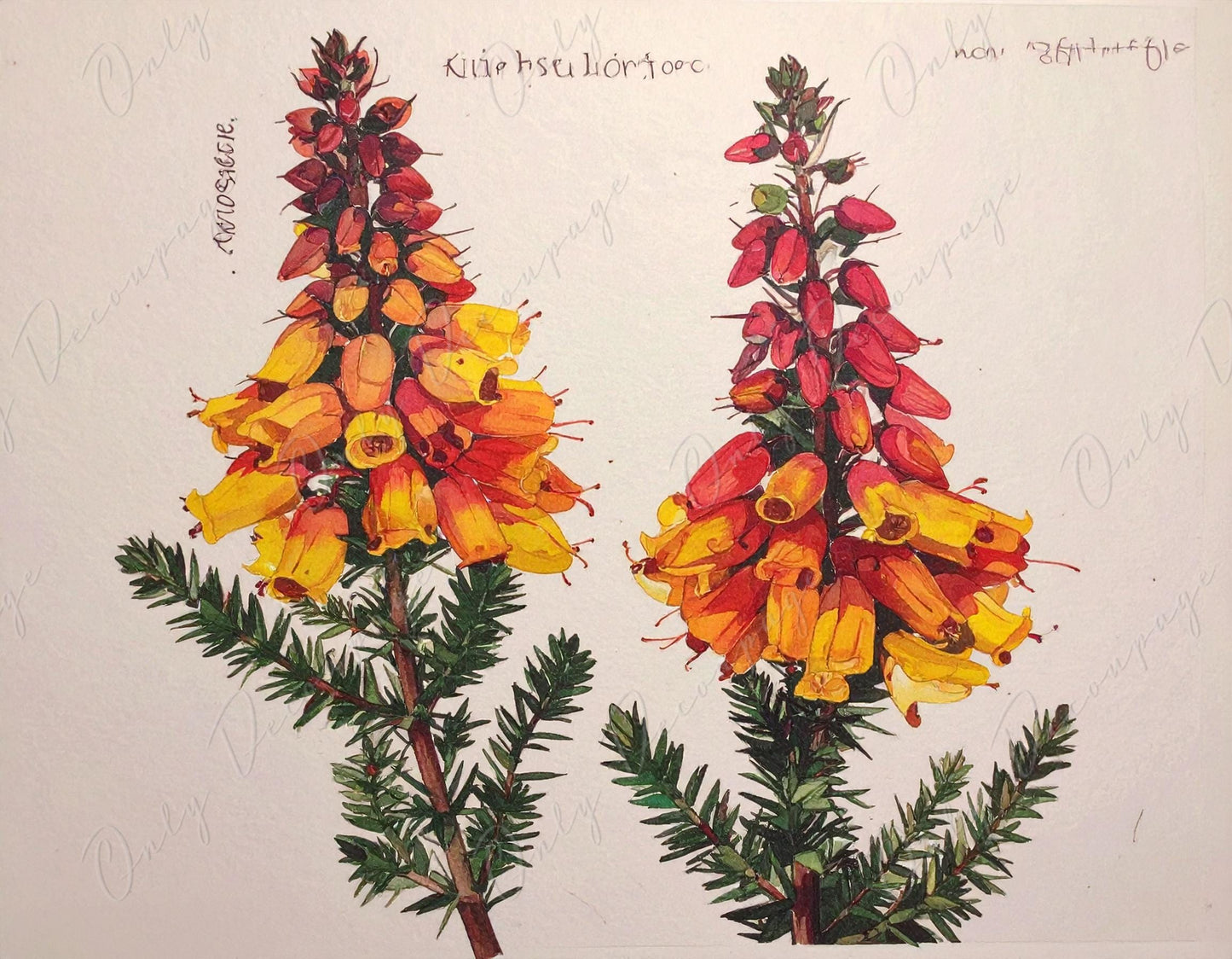 Epacris Longiflora - Decoupage Paper for Furniture - 7 Size Options - Botanical Art