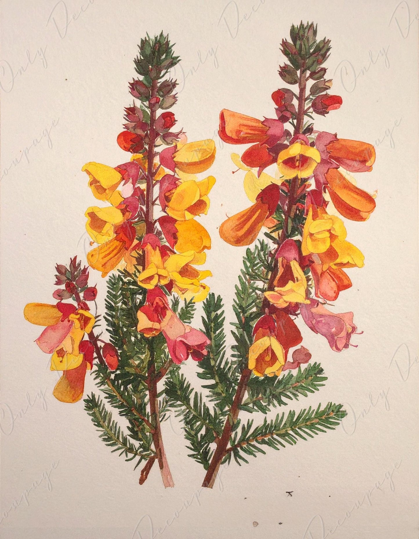 Epacris Longiflora - Decoupage Paper for Furniture - 7 Size Options - Botanical Art