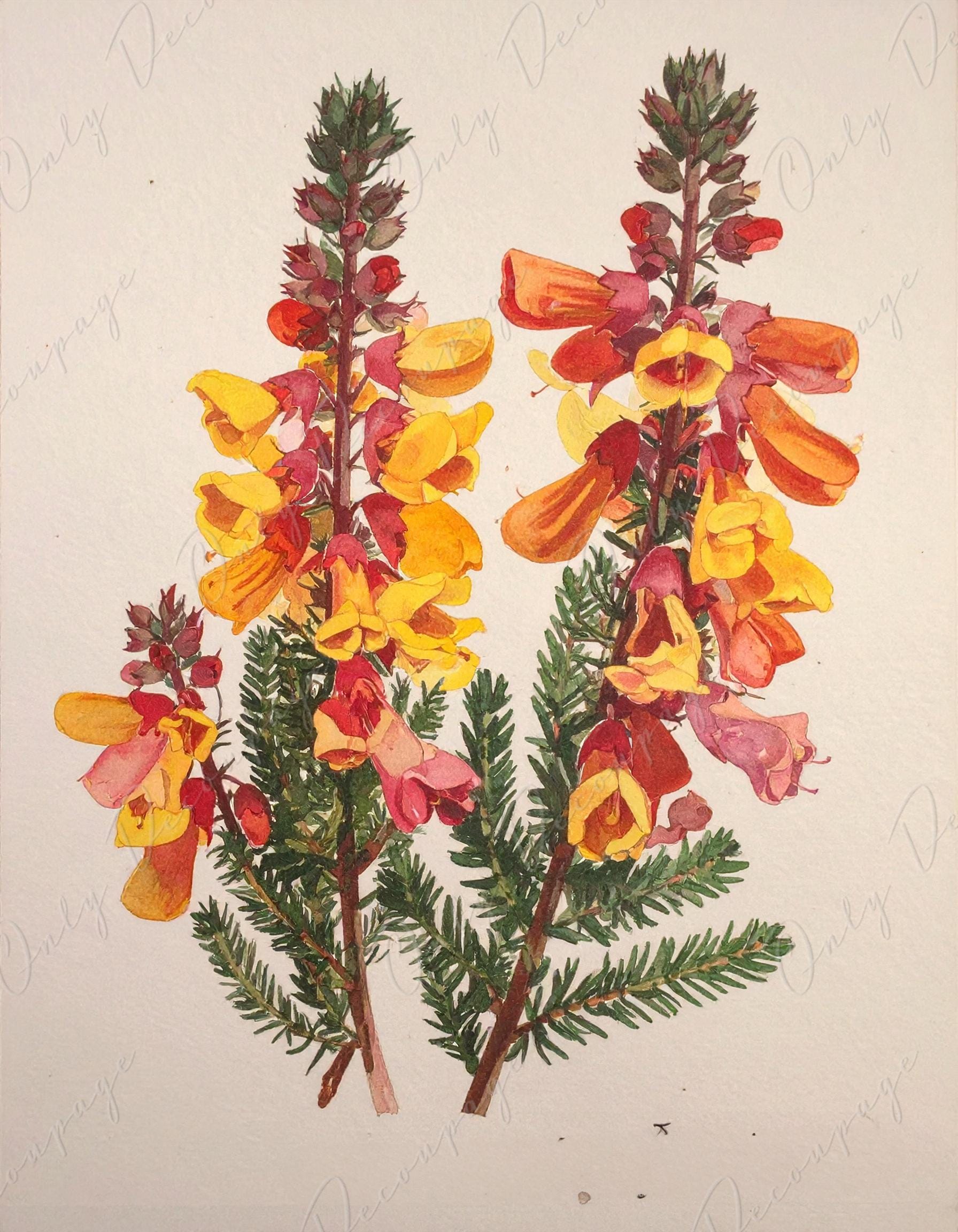 Epacris Longiflora - Decoupage Paper for Furniture - 7 Size Options - Botanical Art