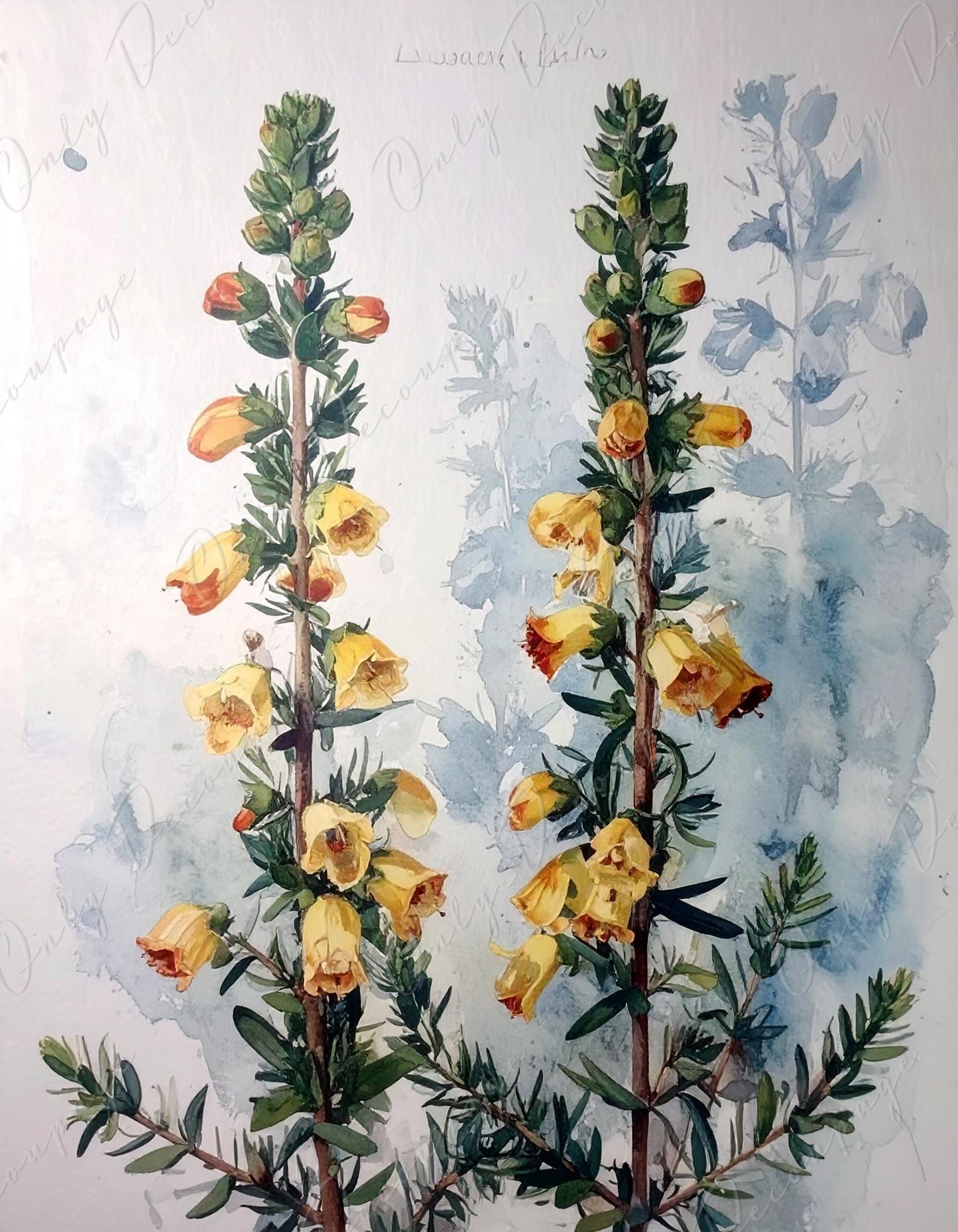 Epacris Longiflora - Decoupage Paper for Furniture - 7 Size Options - Botanical Art
