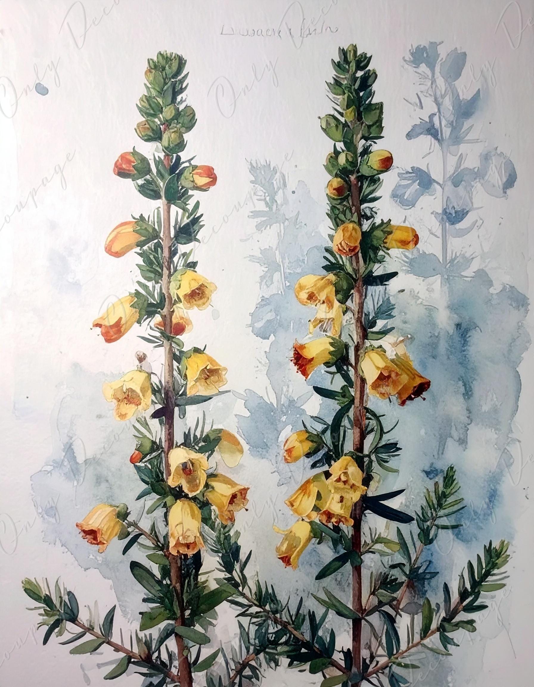 Epacris Longiflora - Decoupage Paper for Furniture - 7 Size Options - Botanical Art