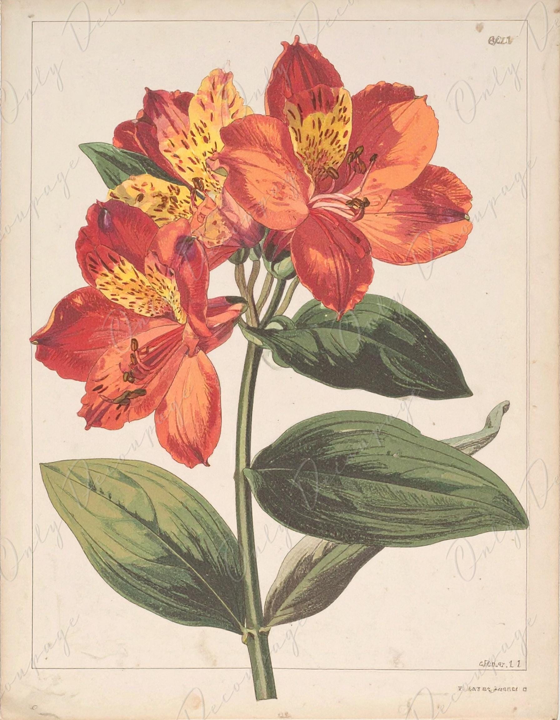 Decoupage Paper for Furniture - 7 Size Options - Botanical Art - Floral Decoupage