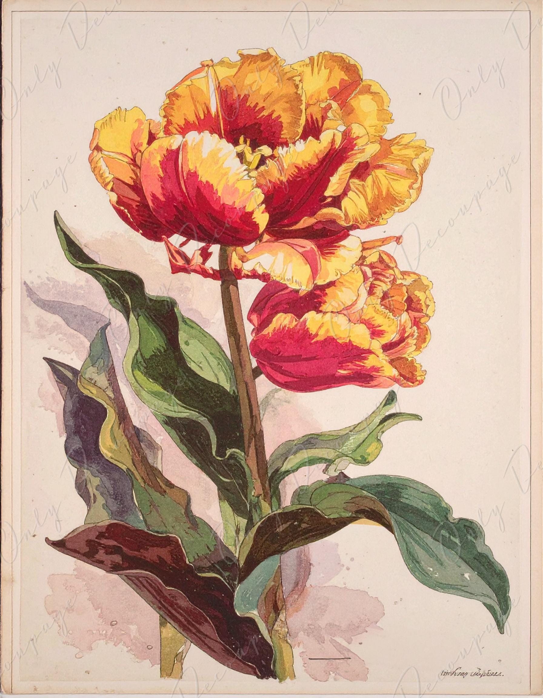 Decoupage Paper for Furniture - 7 Size Options - Botanical Art - Floral Decoupage