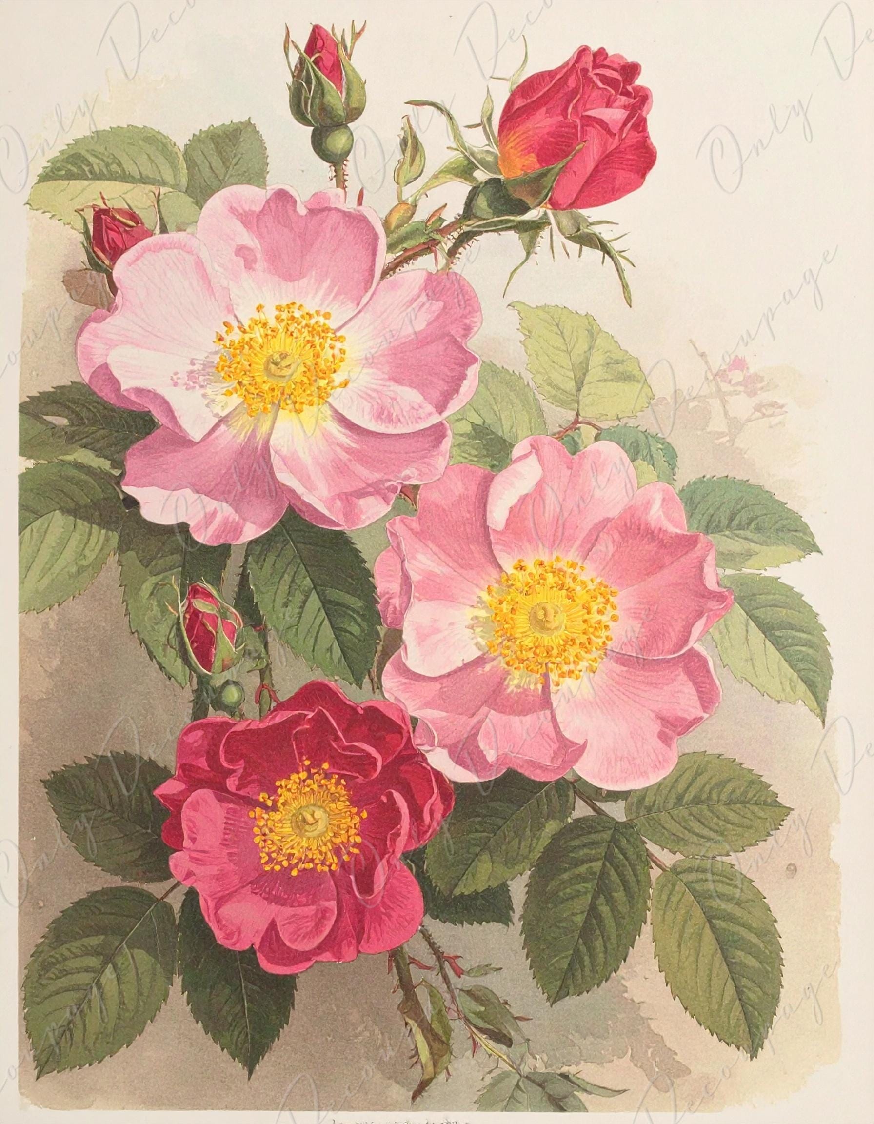 Decoupage Paper for Furniture - 7 Size Options - Botanical Art - Floral Decoupage