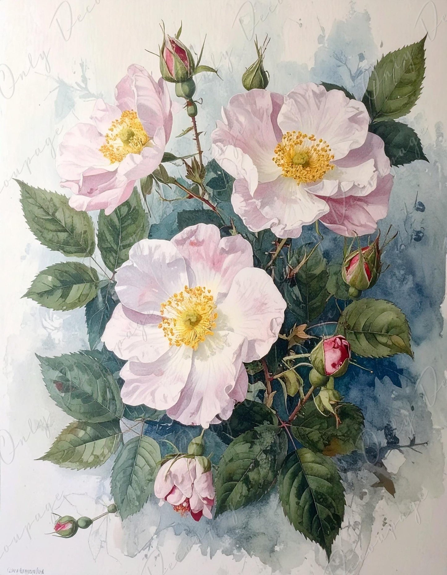 Rosa Carolina Corymbosa - Decoupage Paper for Furniture - 7 Size Options - Botanical Art - Floral Decoupage