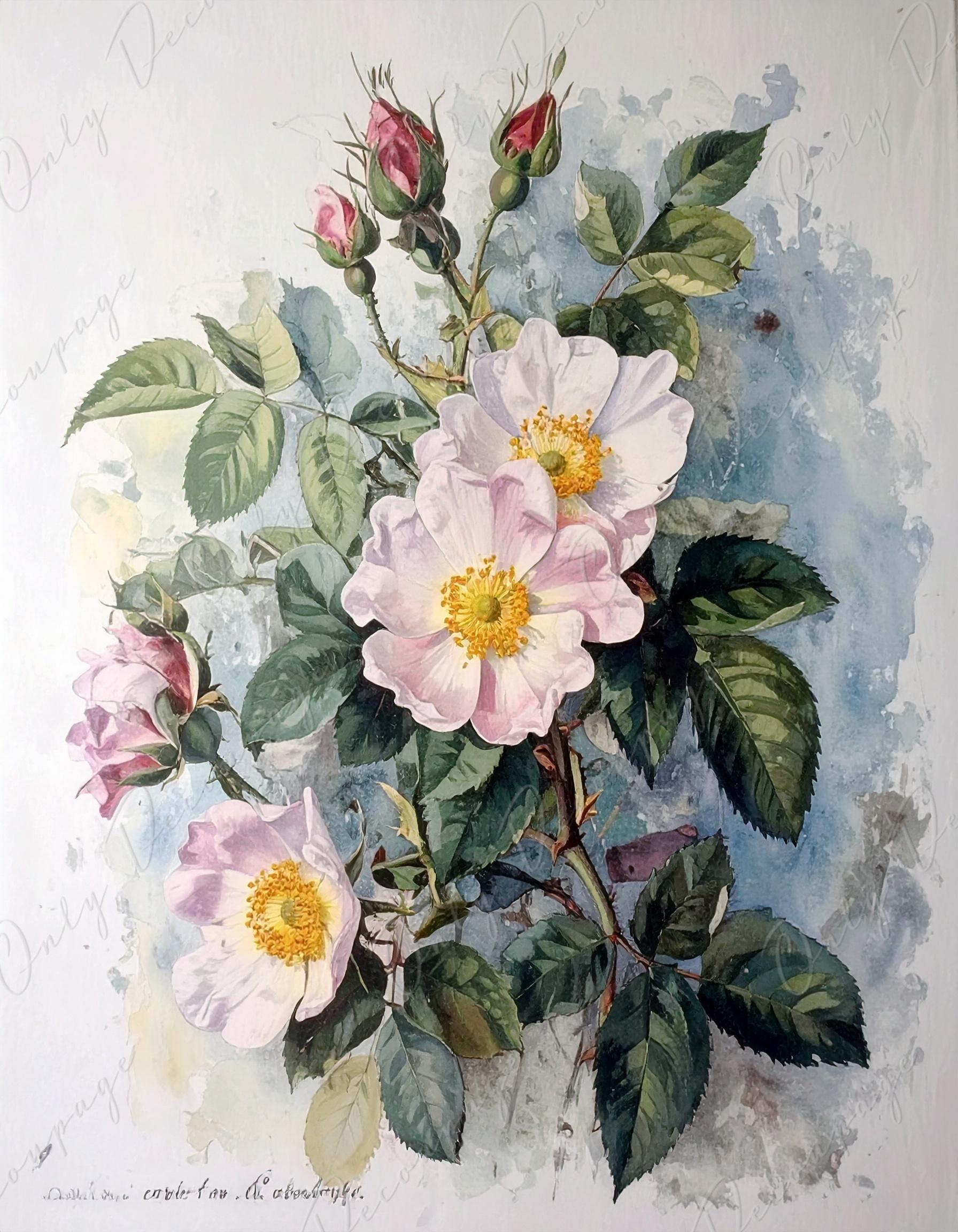 Rosa Carolina Corymbosa - Decoupage Paper for Furniture - 7 Size Options - Botanical Art