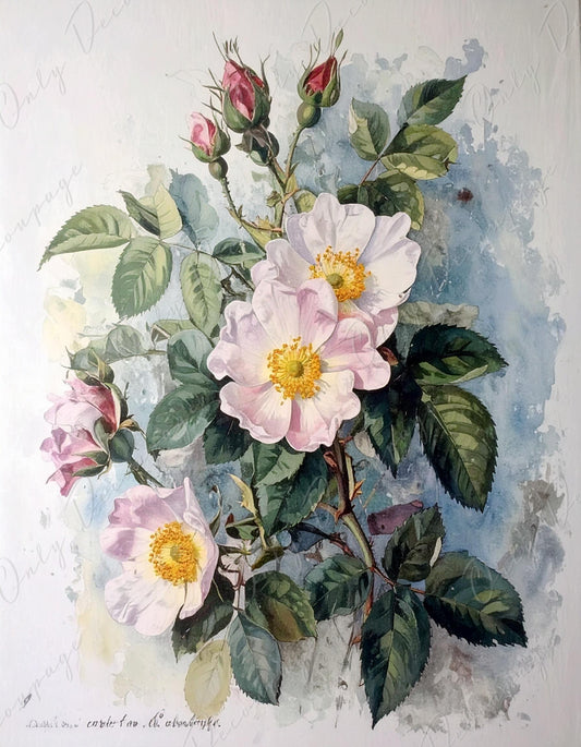 Rosa Carolina Corymbosa - Decoupage Paper for Furniture - 7 Size Options - Botanical Art