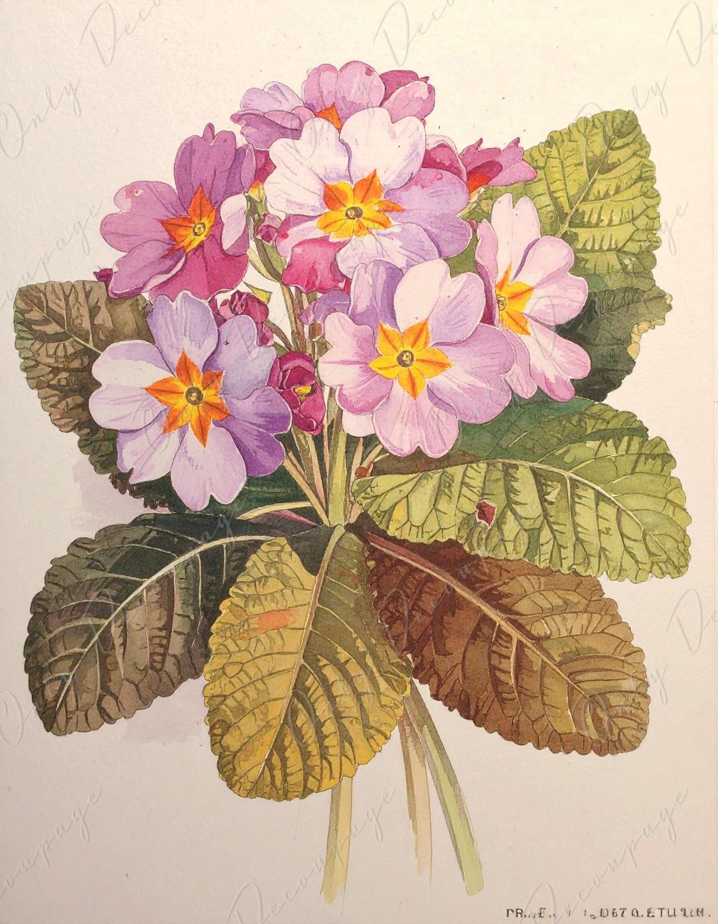 Primrose - Decoupage Paper for Furniture - 7 Size Options - Botanical Art