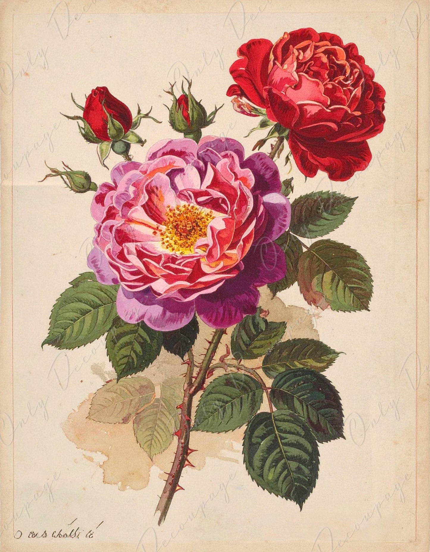 Rosa Gallica - Decoupage Paper for Furniture - 7 Size Options - Botanical Art