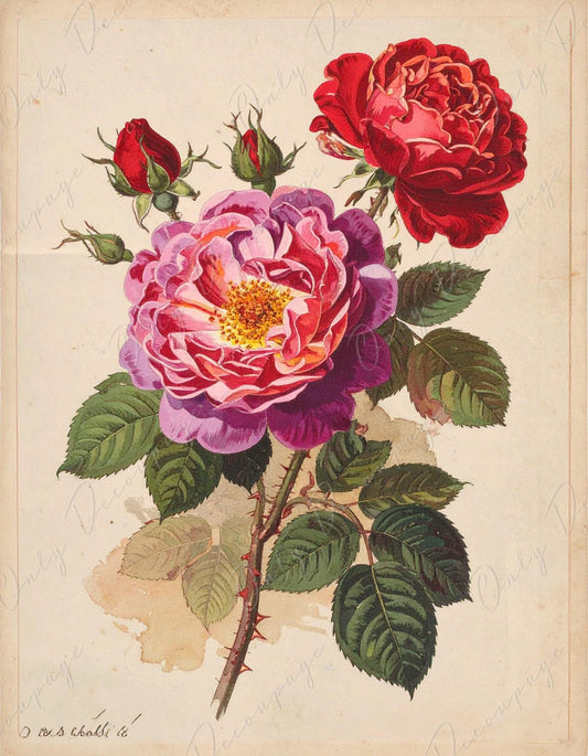 Rosa Gallica - Decoupage Paper for Furniture - 7 Size Options - Botanical Art