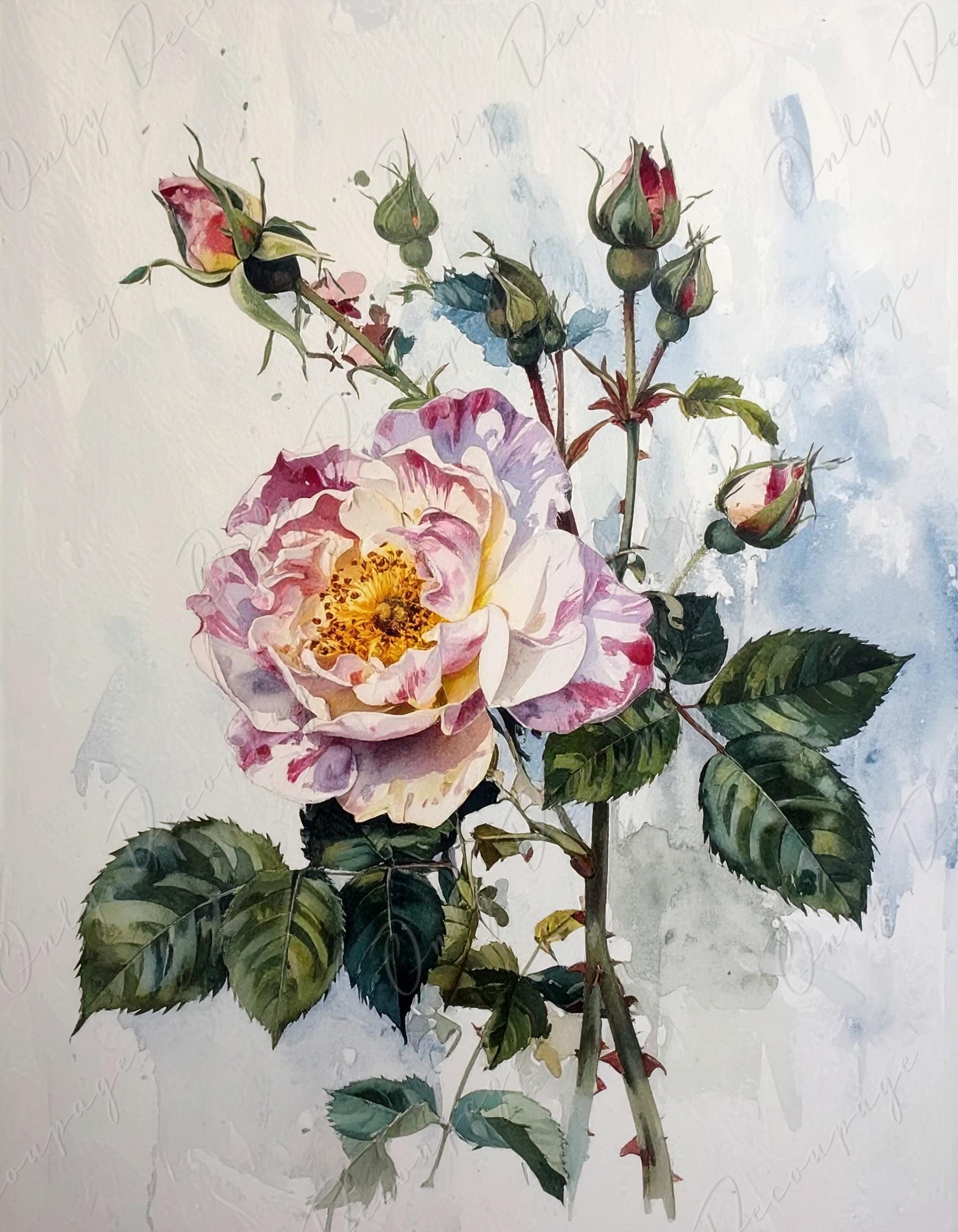 Rosa Gallica - Decoupage Paper for Furniture - 7 Size Options - Botanical Art