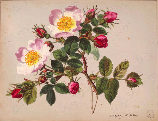 Rosa Pimpinellifolia - Decoupage Paper for Furniture - 7 Size Options - Botanical Art