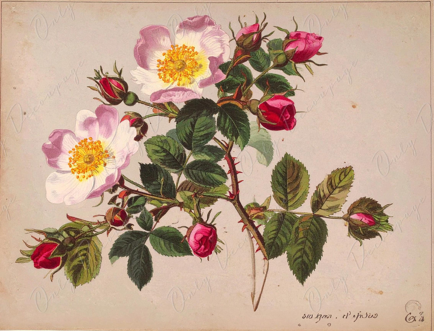 Rosa Pimpinellifolia - Decoupage Paper for Furniture - 7 Size Options - Botanical Art