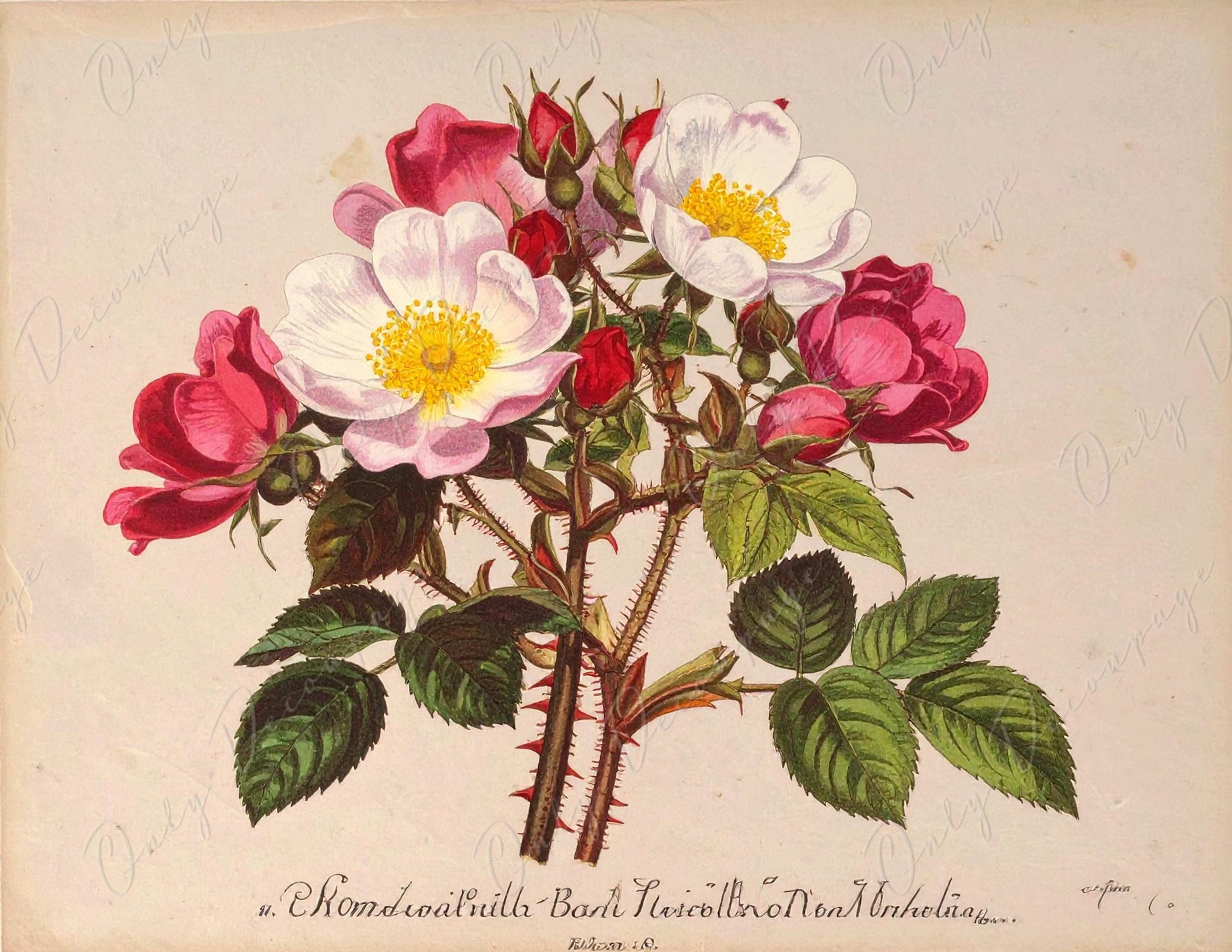 Rosa Pimpinellifolia - Decoupage Paper for Furniture - 7 Size Options - Botanical Art