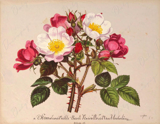 Rosa Pimpinellifolia - Decoupage Paper for Furniture - 7 Size Options - Botanical Art