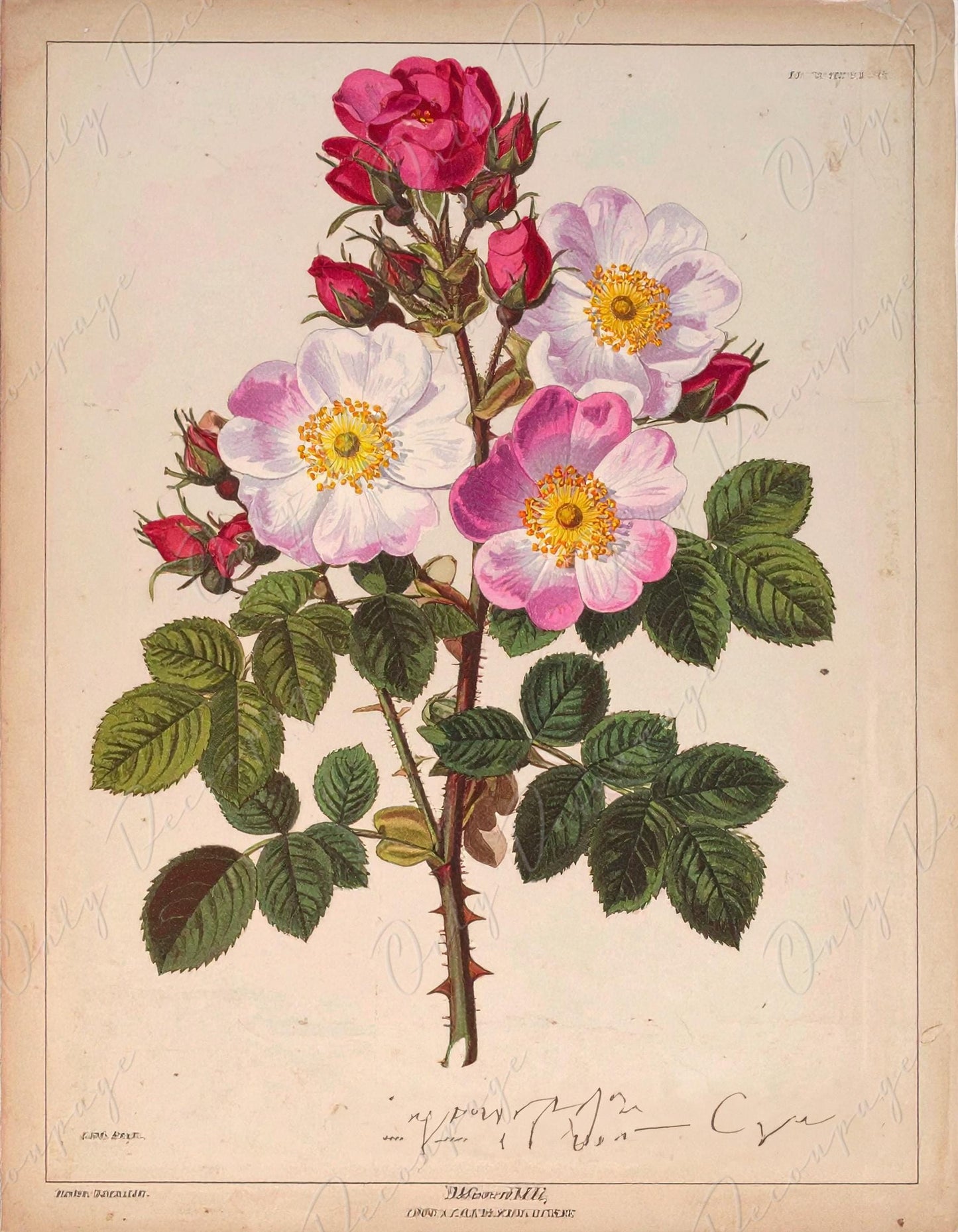 Rosa Pimpinellifolia - Decoupage Paper for Furniture - 7 Size Options - Botanical Art