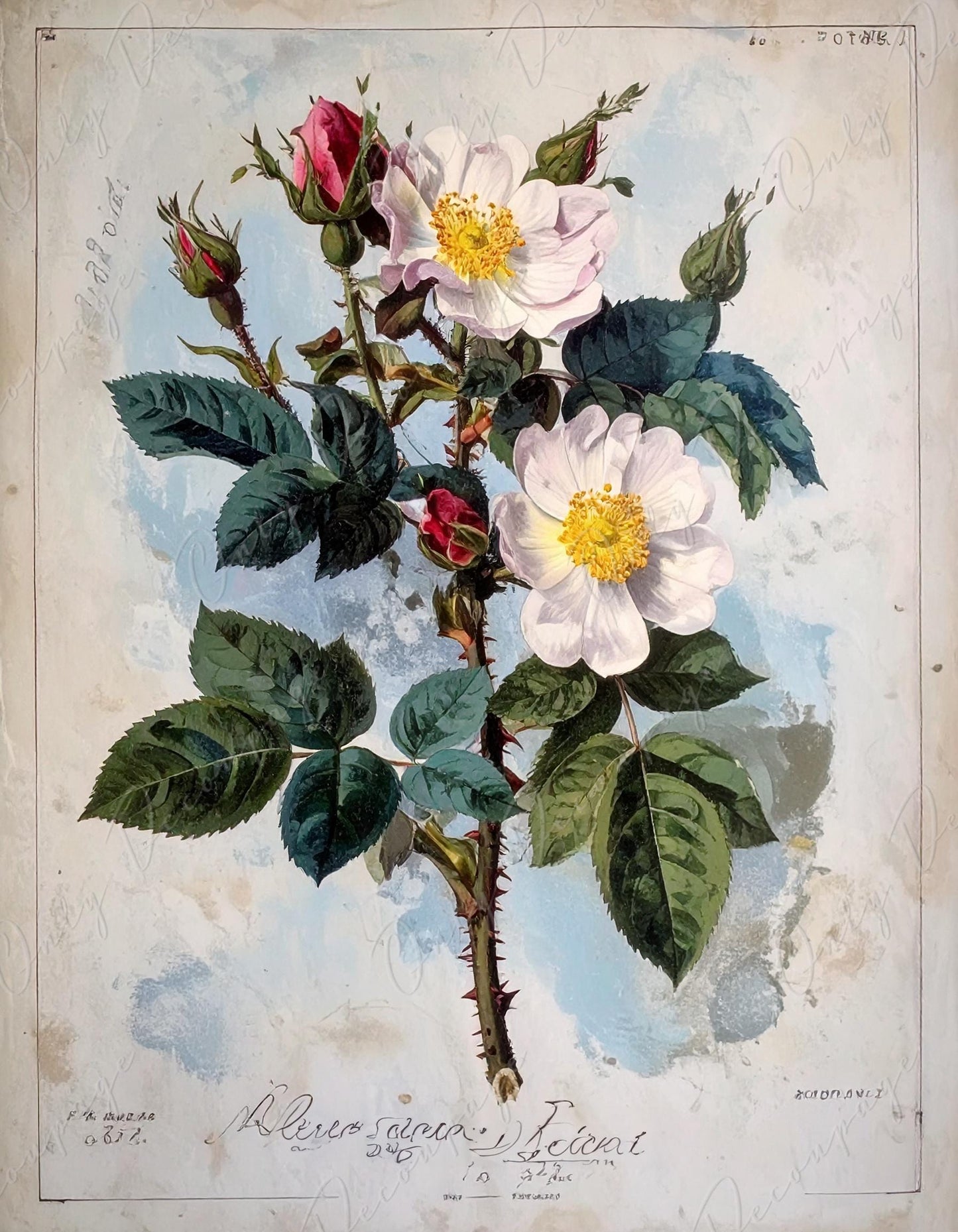 Rosa Pimpinellifolia - Decoupage Paper for Furniture - 7 Size Options - Botanical Art