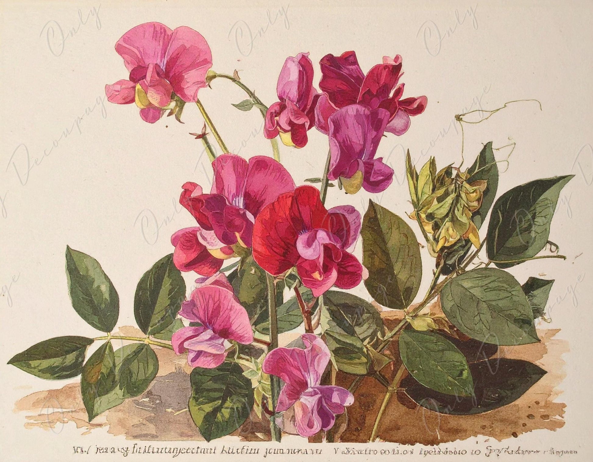Lathyrus Latifolius - Decoupage Paper for Furniture - 7 Size Options - Botanical Art