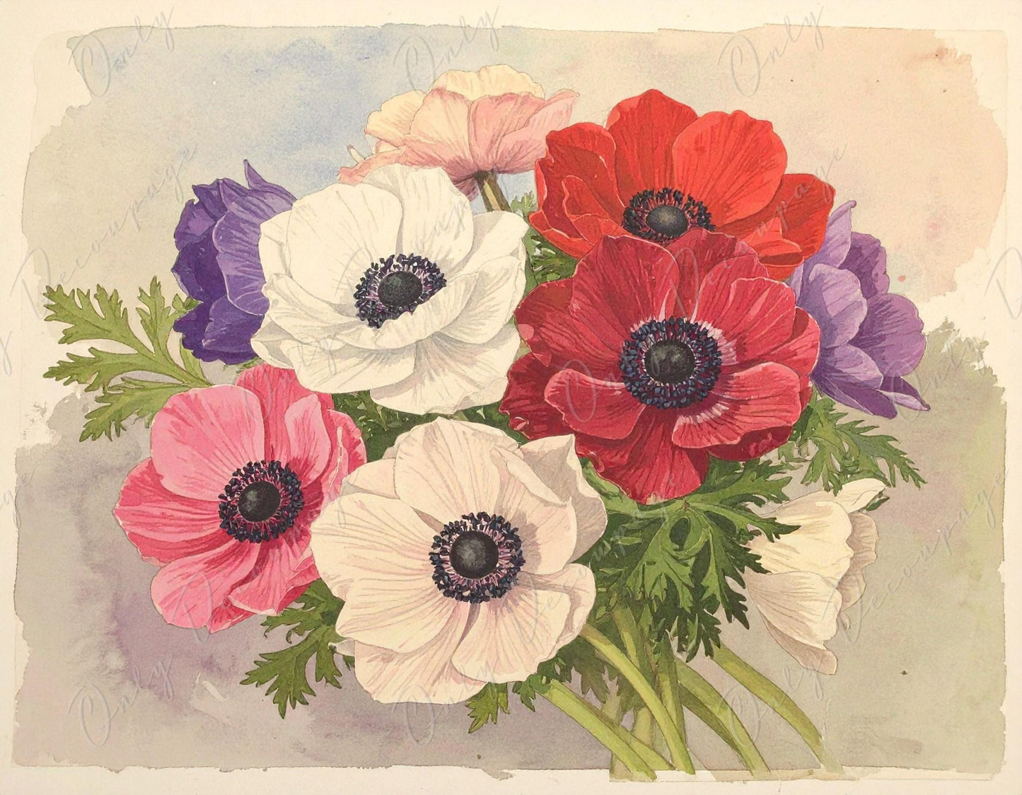 Anemone - Decoupage Paper for Furniture - 7 Size Options - Botanical Art - Pastel Colors